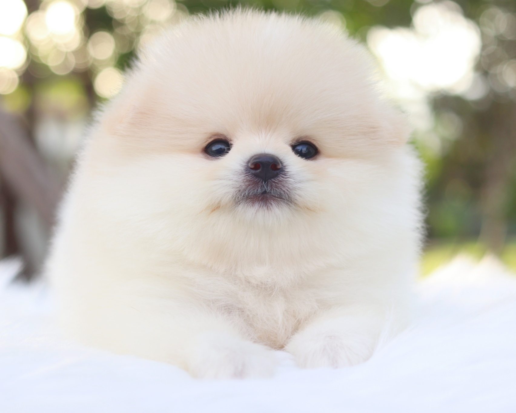 ปอมเมอเรเนียน เพศผู้สีขาวครีมเกรดโชว์