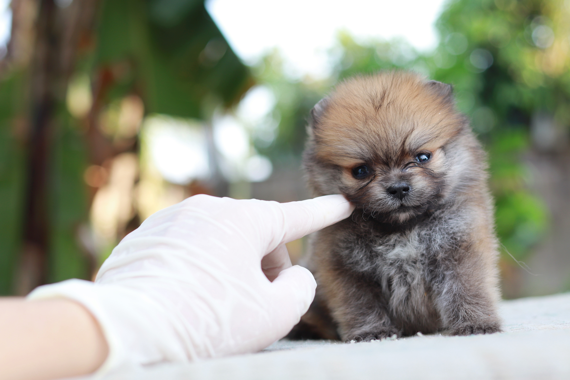 ปอมเมอเรเนียน เพศเมียทีคัพ