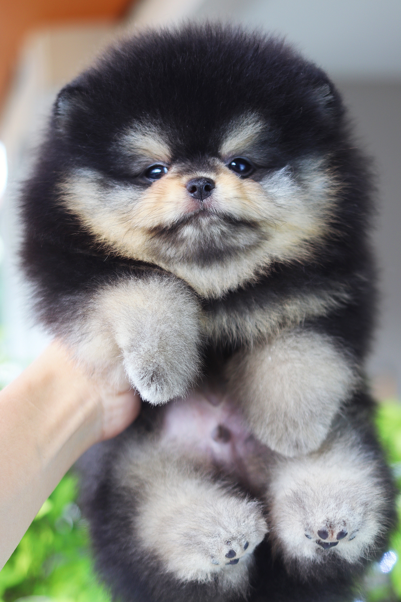 ปอมเมอเรเนียน เพศผู้ แบล็คแทน เกรดโชว์