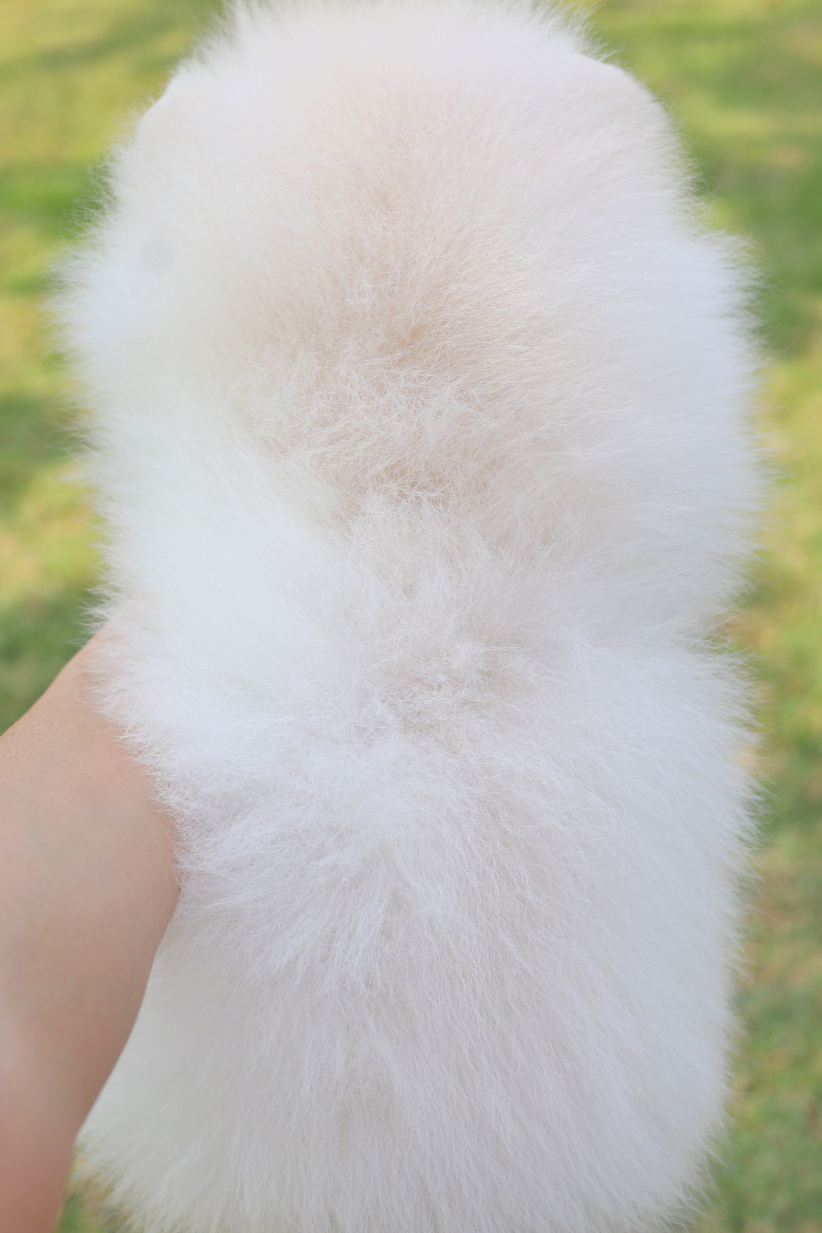 ปอมเมอเรเนียน เพศผู้สีขาวครีม