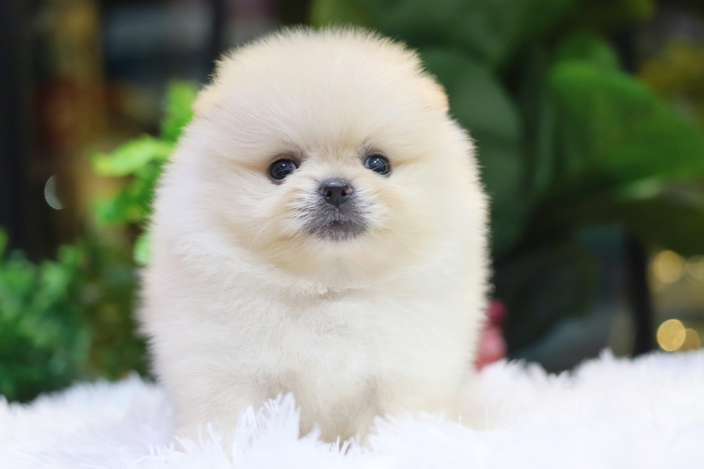 ปอมเมอเรเนียน เพศผู้ สีขาวครีม