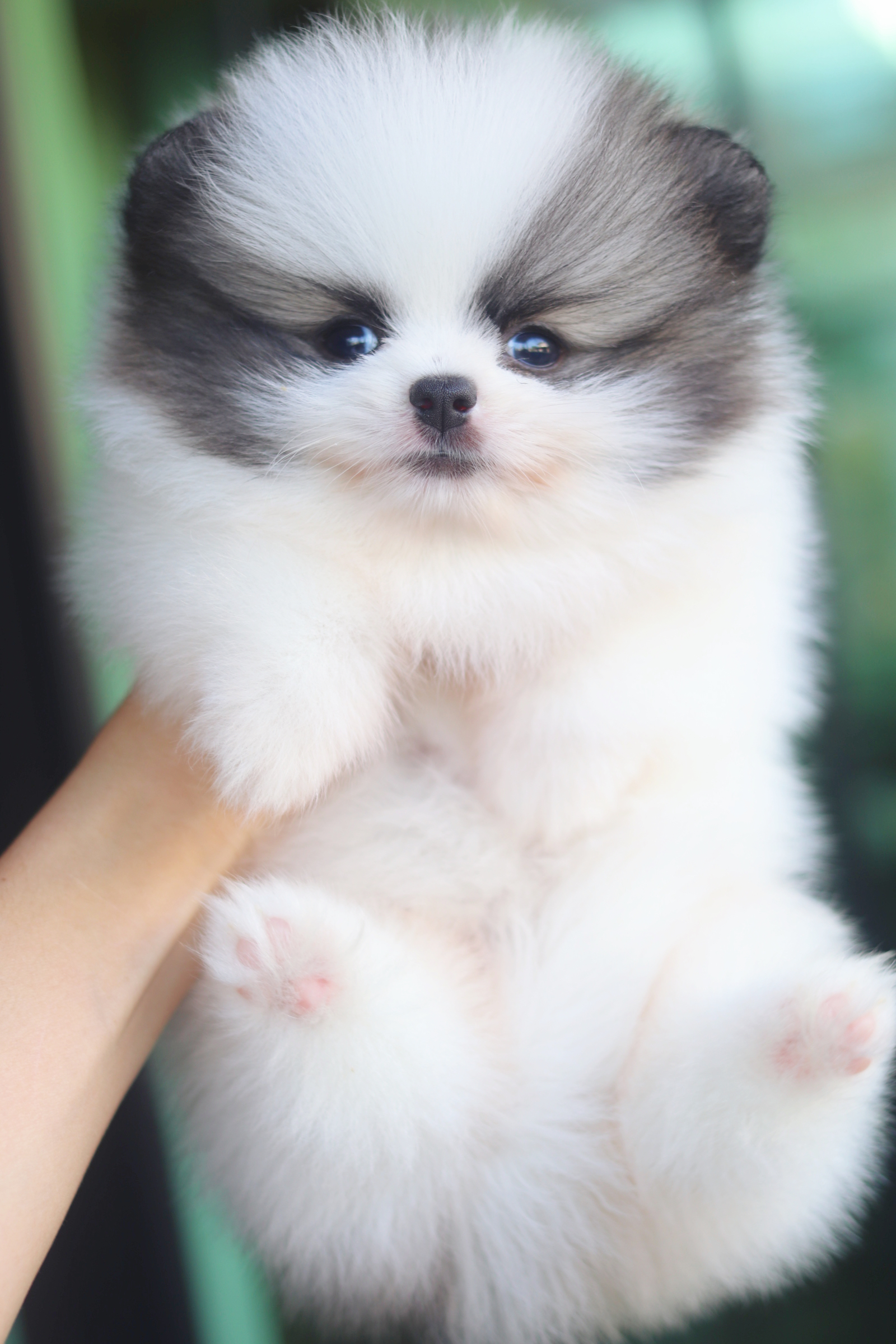 ปอมเมอเรเนียน เพศเมียสีแฟนซี