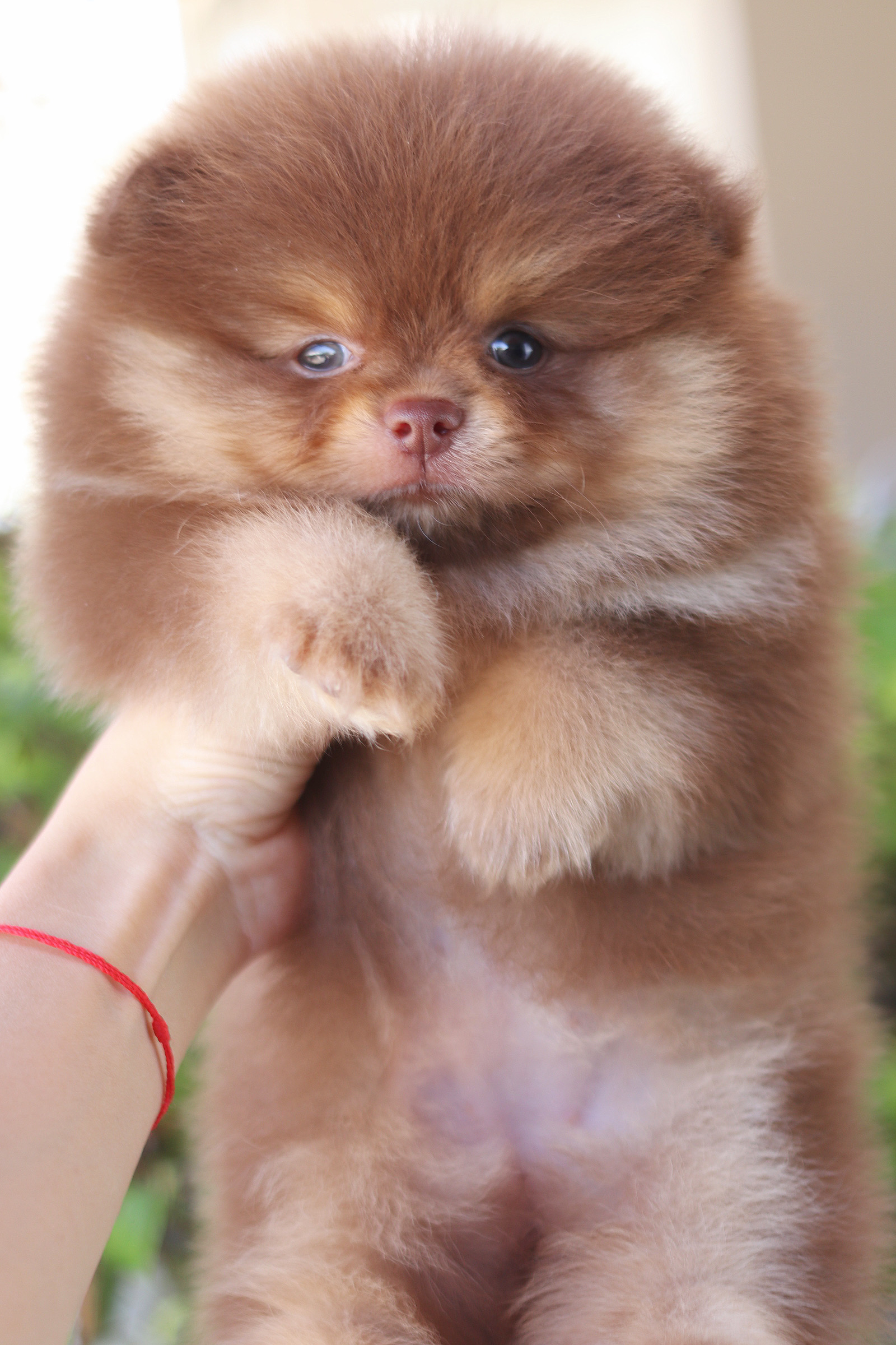 ปอมเมอเรเนียน เพศเมียสีช็อคแทน