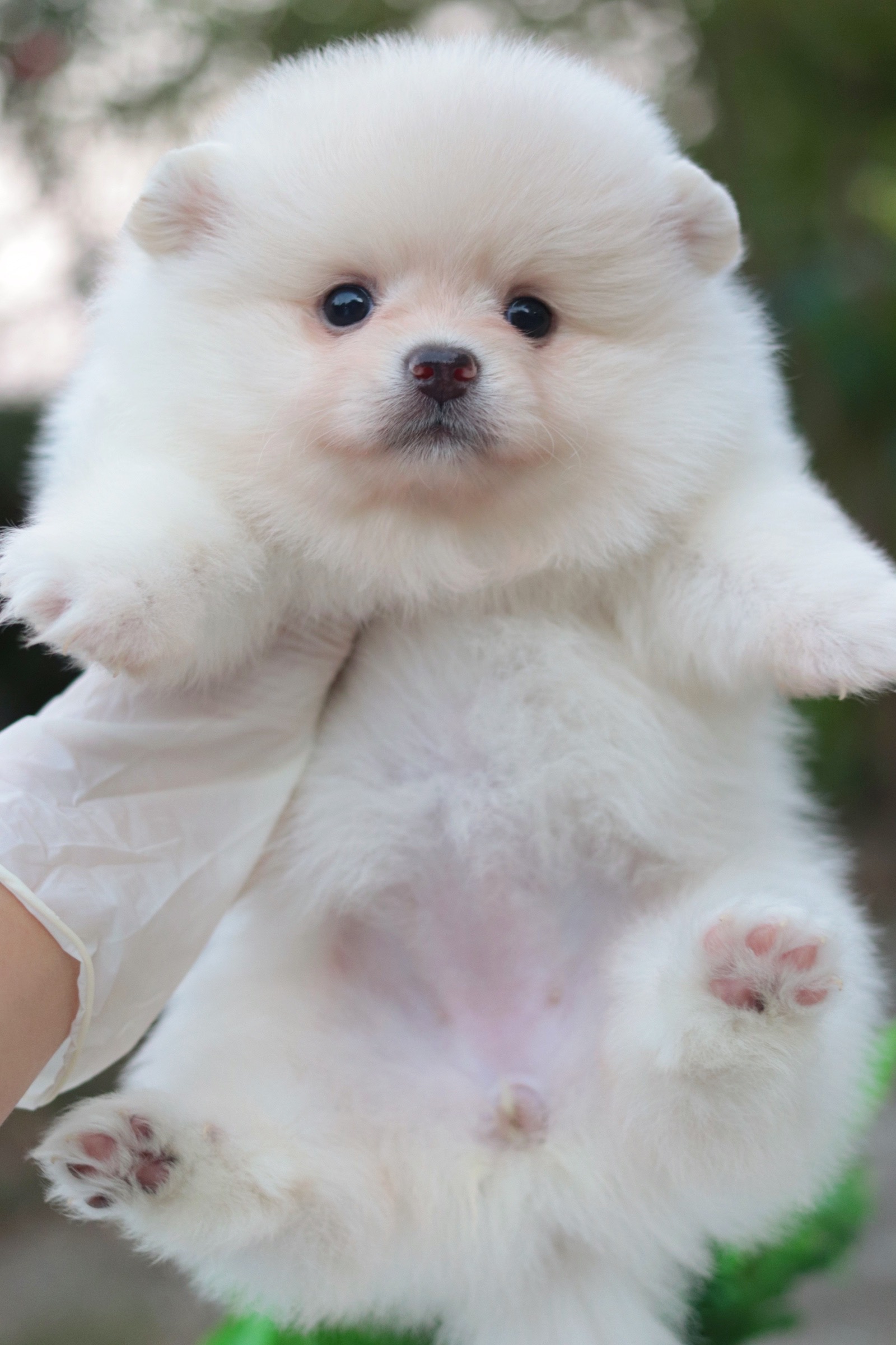 ปอมเมอเรเนียน เพศเมีย สีขาวครีม