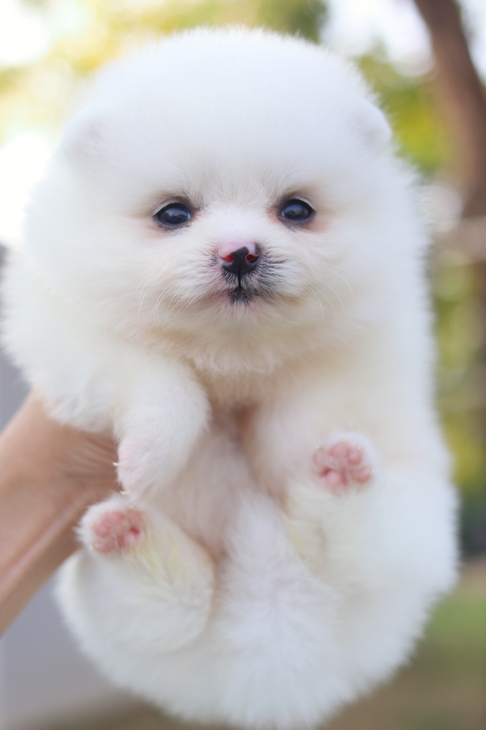 ปอมเมอเรเนียน เพศผู้สีขาวครีม