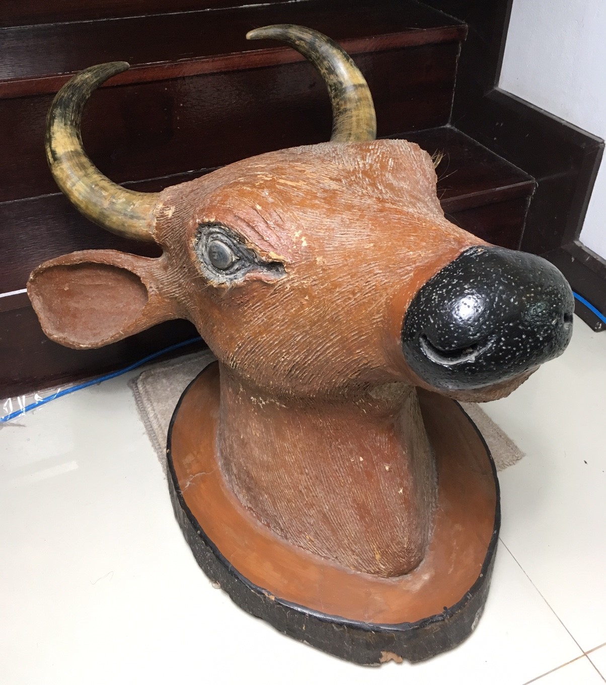 หัววัว เขาแท้ หัวใหญ่มาก