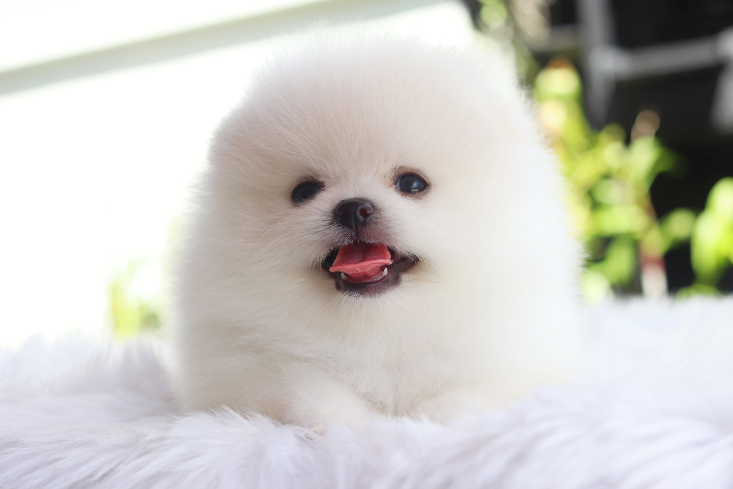 ปอมเมอเรเนียน เพศผู้สีขาวครีมเกรดโชว์