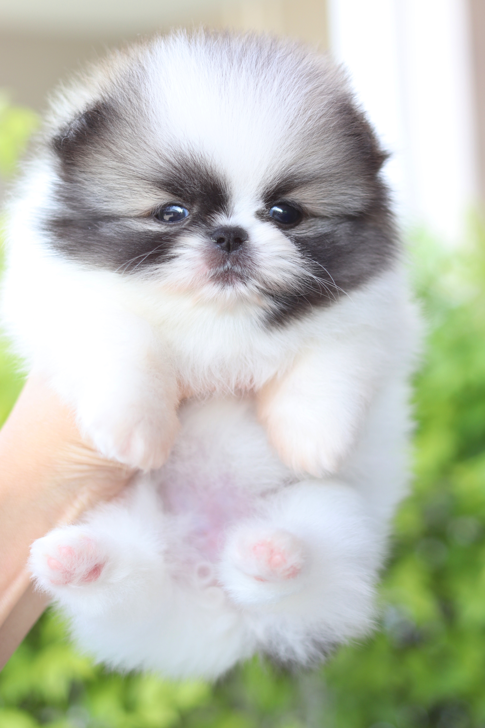 ปอมเมอเรเนียน เพศเมียสีแฟนซีเกรดโชว์