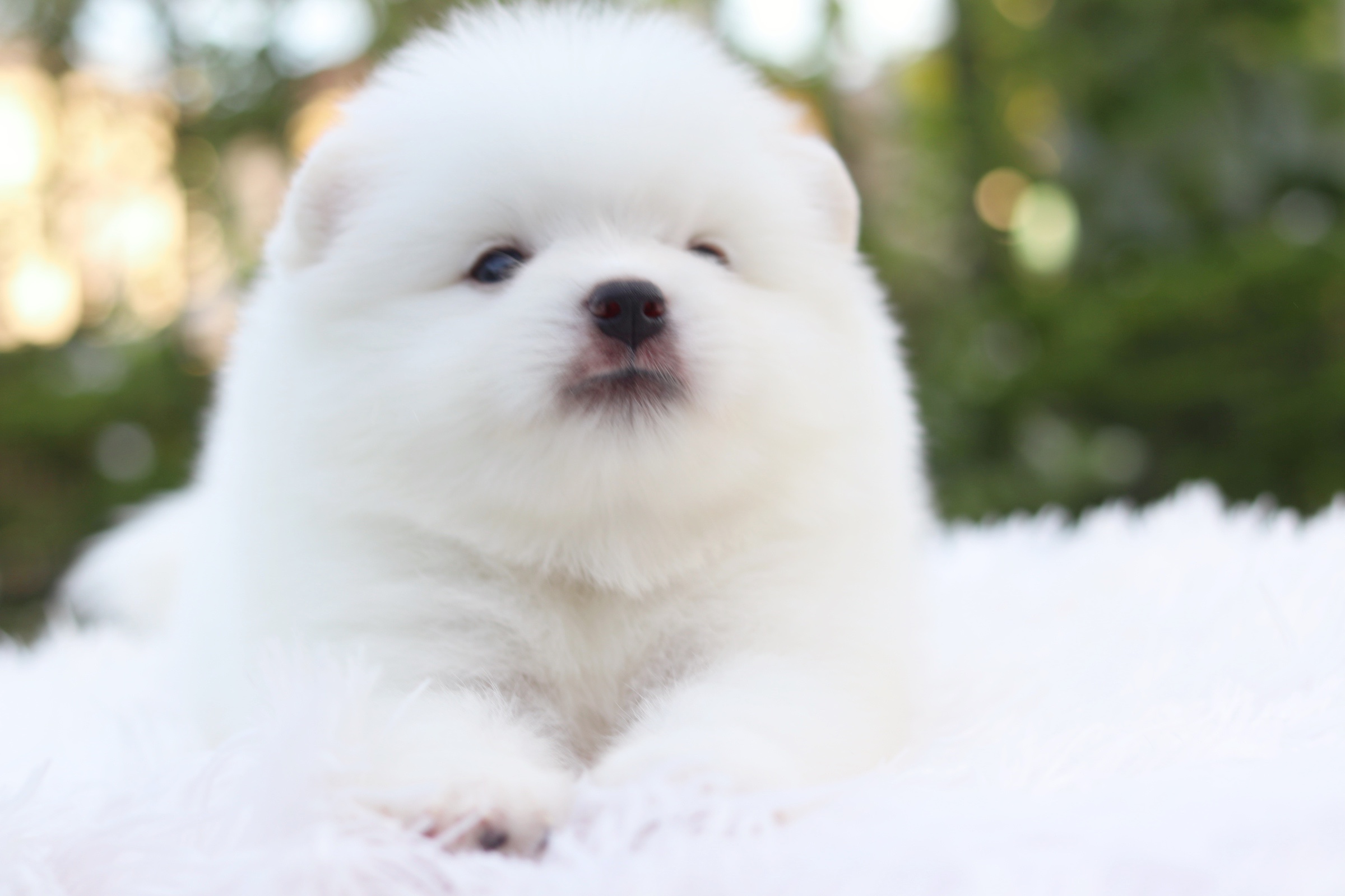 ปอมเมอเรเนียน เพศผู้หน้าฟ็อก เกรดเลี้ยงเล่น