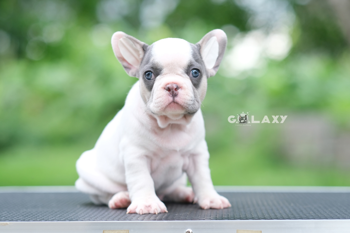 เพศผู้ สีบลูเมอร์แทนพาย สีพิเศษมี4สีในตัว ทั้งสีบลู สีเมอร์ สีแทน และสีพาย พิเศษแบบนี้ไม่ได้เกิดขึ้นง่ายๆ ใครอยากได้ลูกชายแบบลิมิเต็ดไม่ซ้ำใคร ติดต่อได้ค่ะ 0929918888