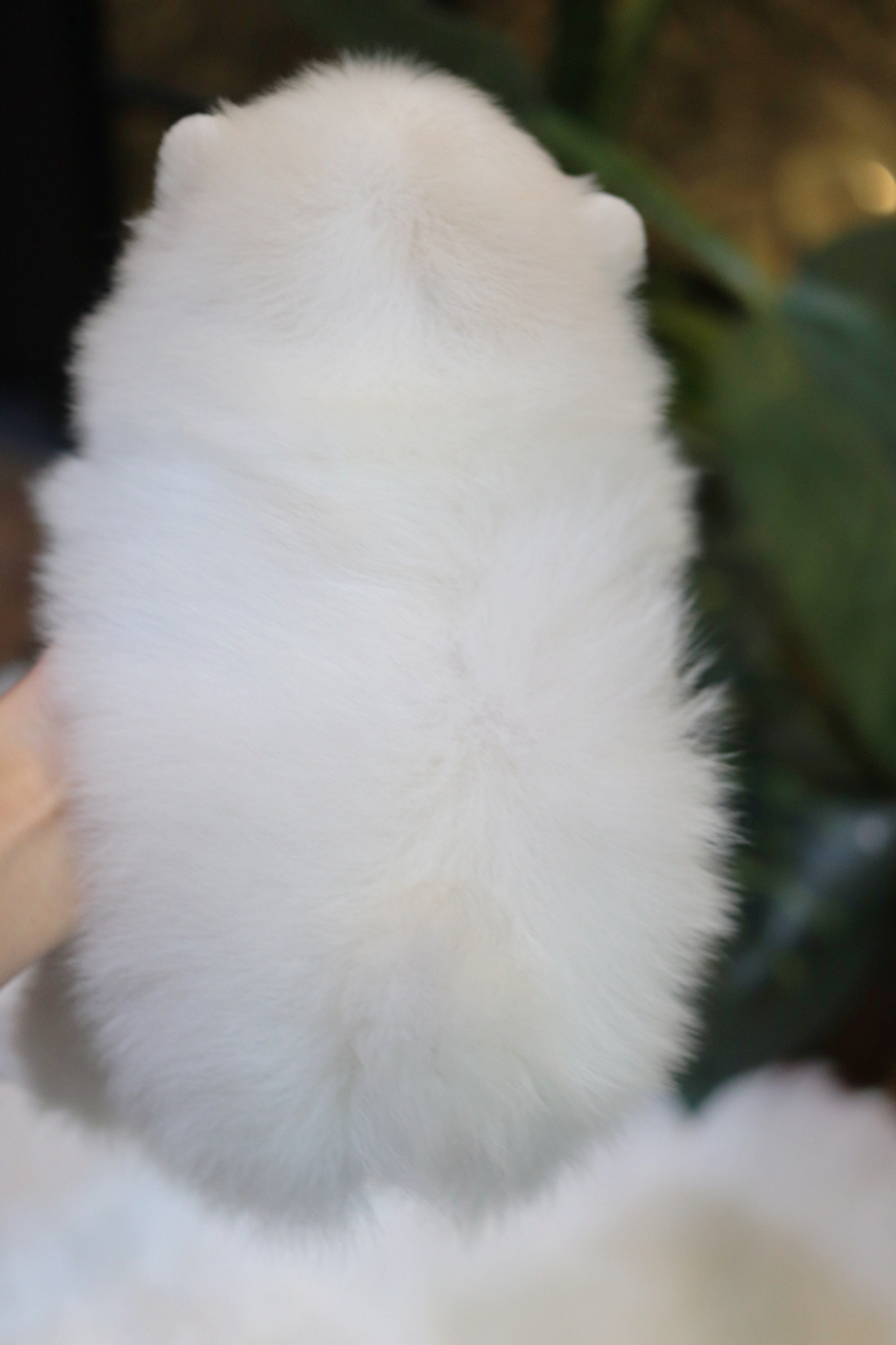 ปอมเมอเรเนียน เพศเมียสีขาว