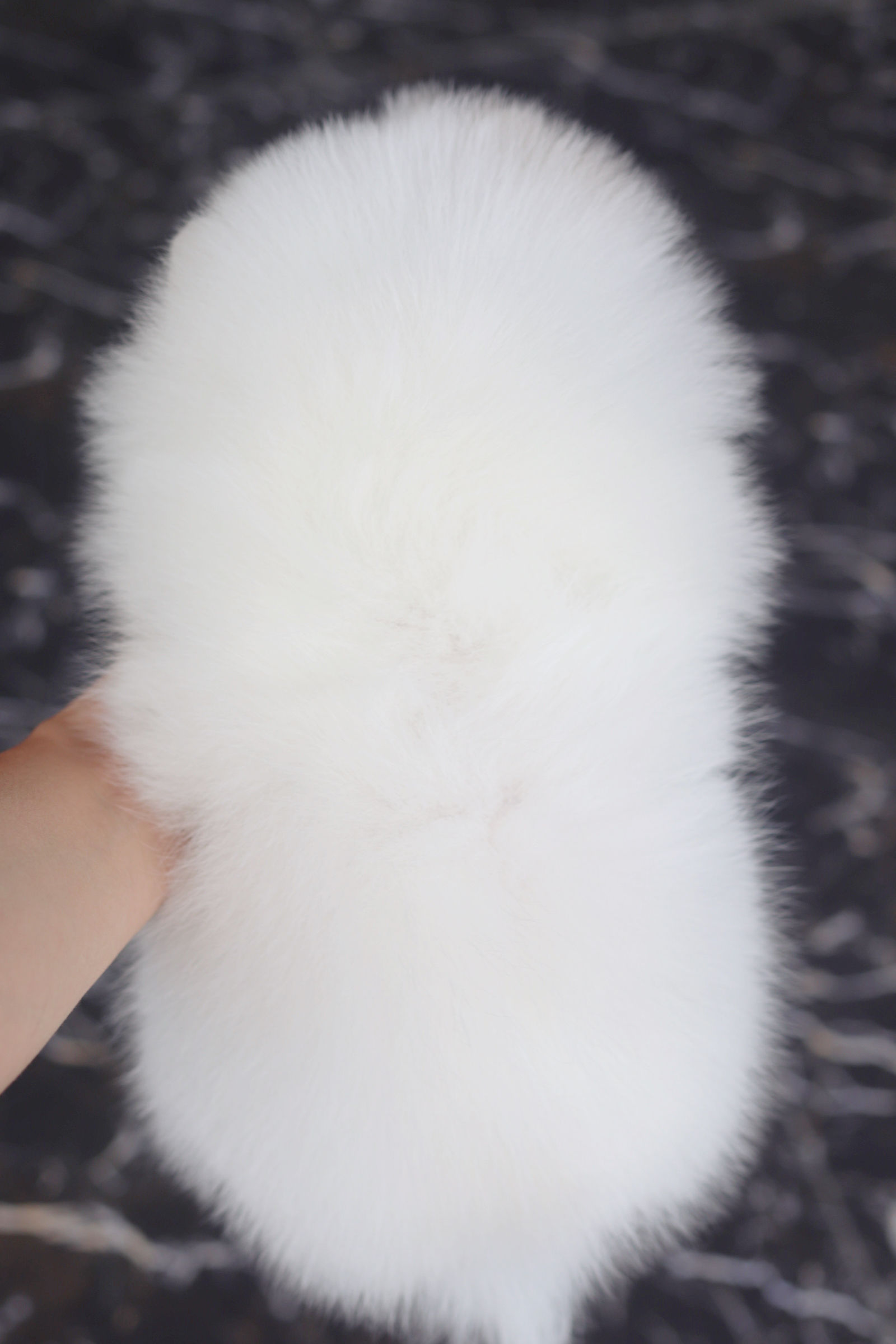 ปอมเมอเรเนียน เพศเมียสีขาวครีม