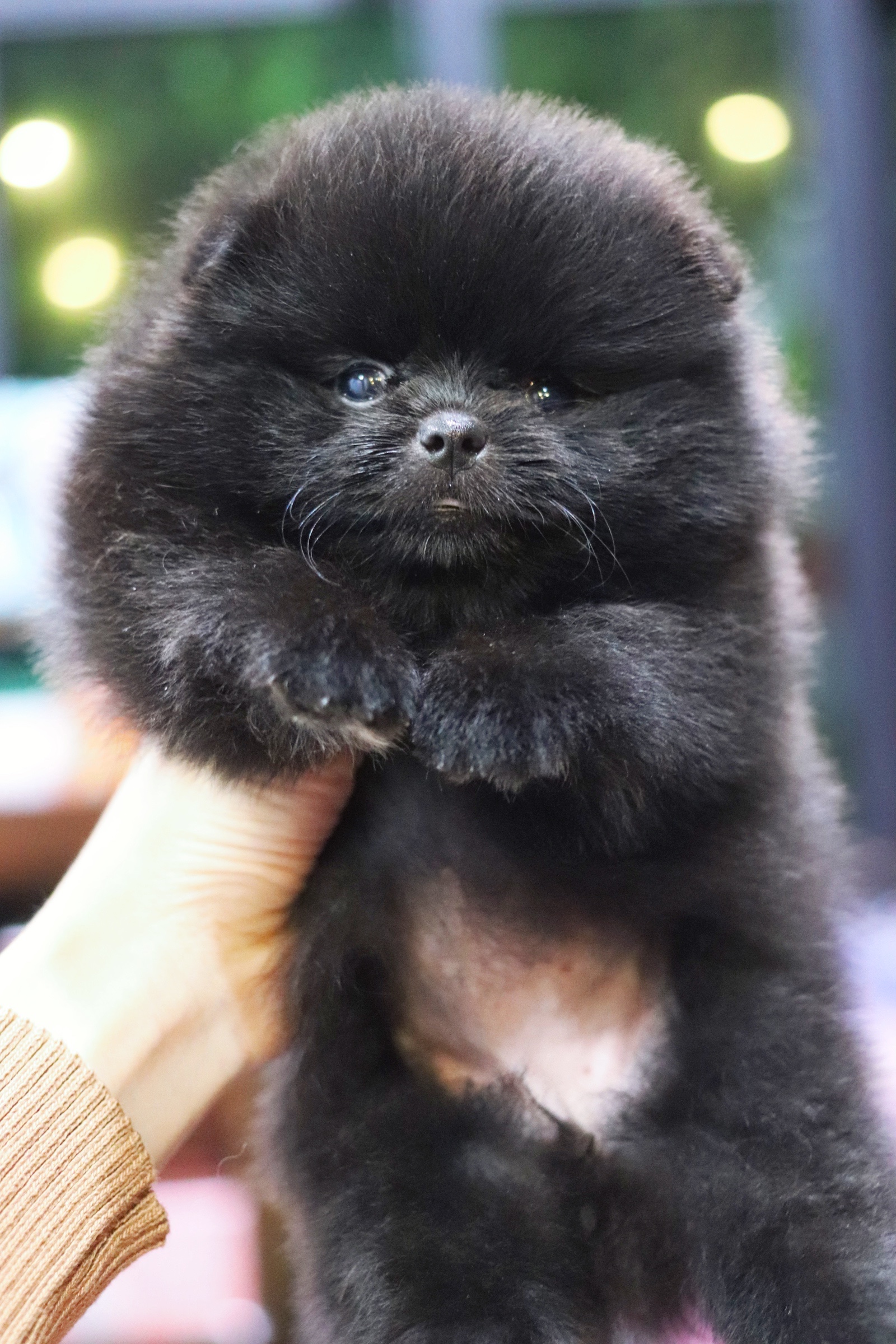 ปอมเมอเรเนียน เพศเมียสีดำ