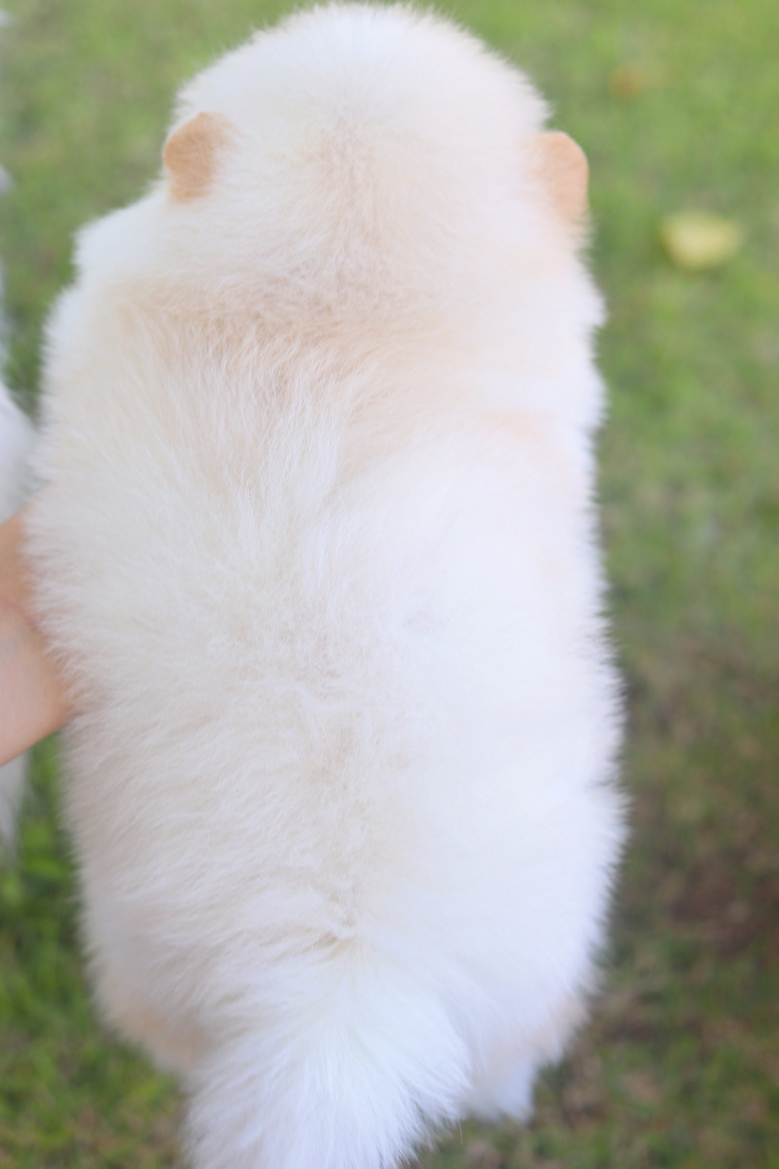 ปอมเมอเรเนียน เพศผู้ สีขาวครีม ไซส์เล็กเกรดโชว์