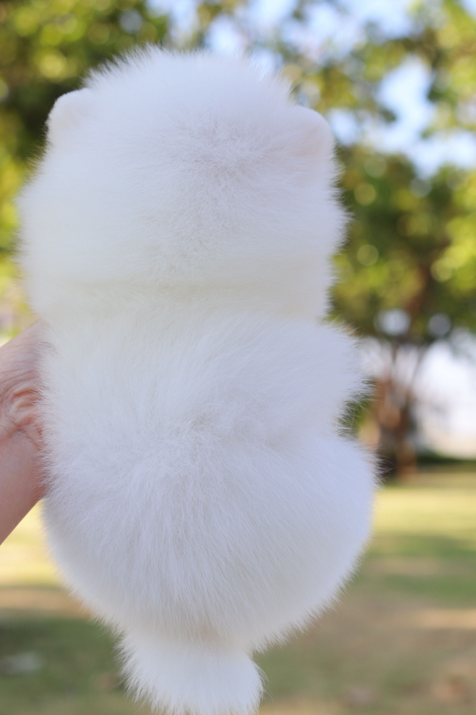 ปอมเมอเรเนียน เพศเมียสีขาวเกรดโชว์