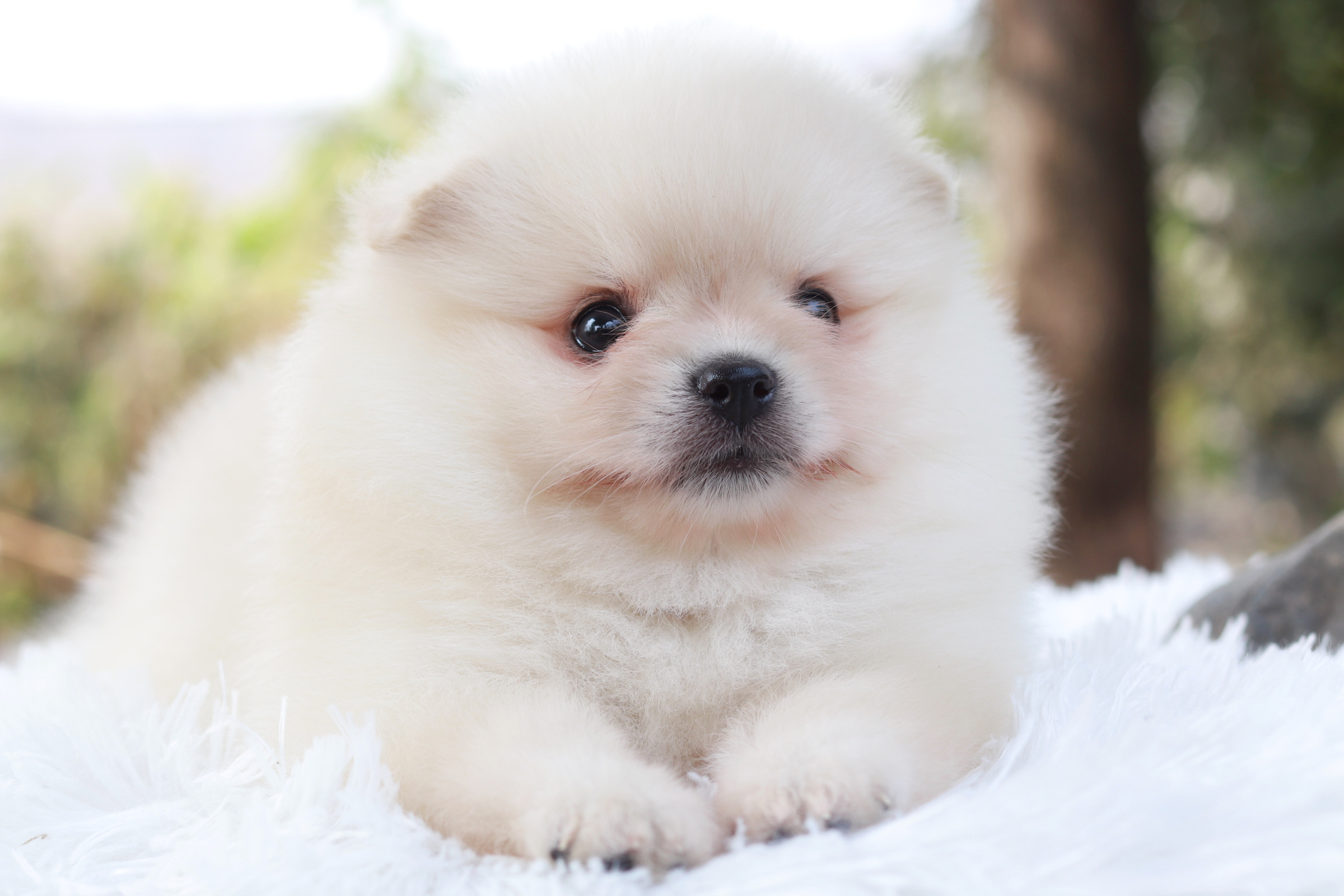 ปอมเมอเรเนียน เพศผู้ สีขาวครีม