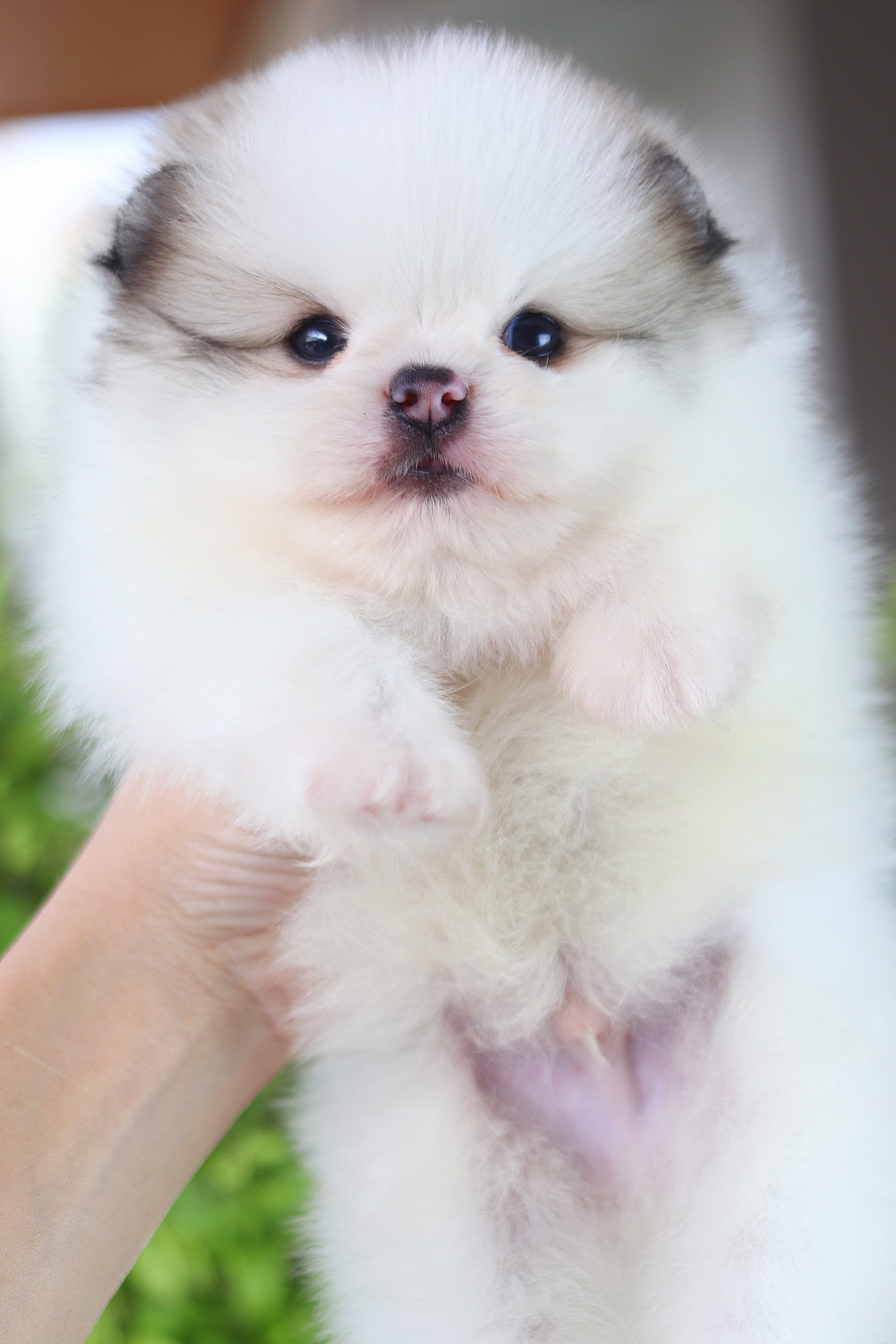 ปอมเมอเรเนียน เพศผู้ สีแฟนซี เกรดโชว์