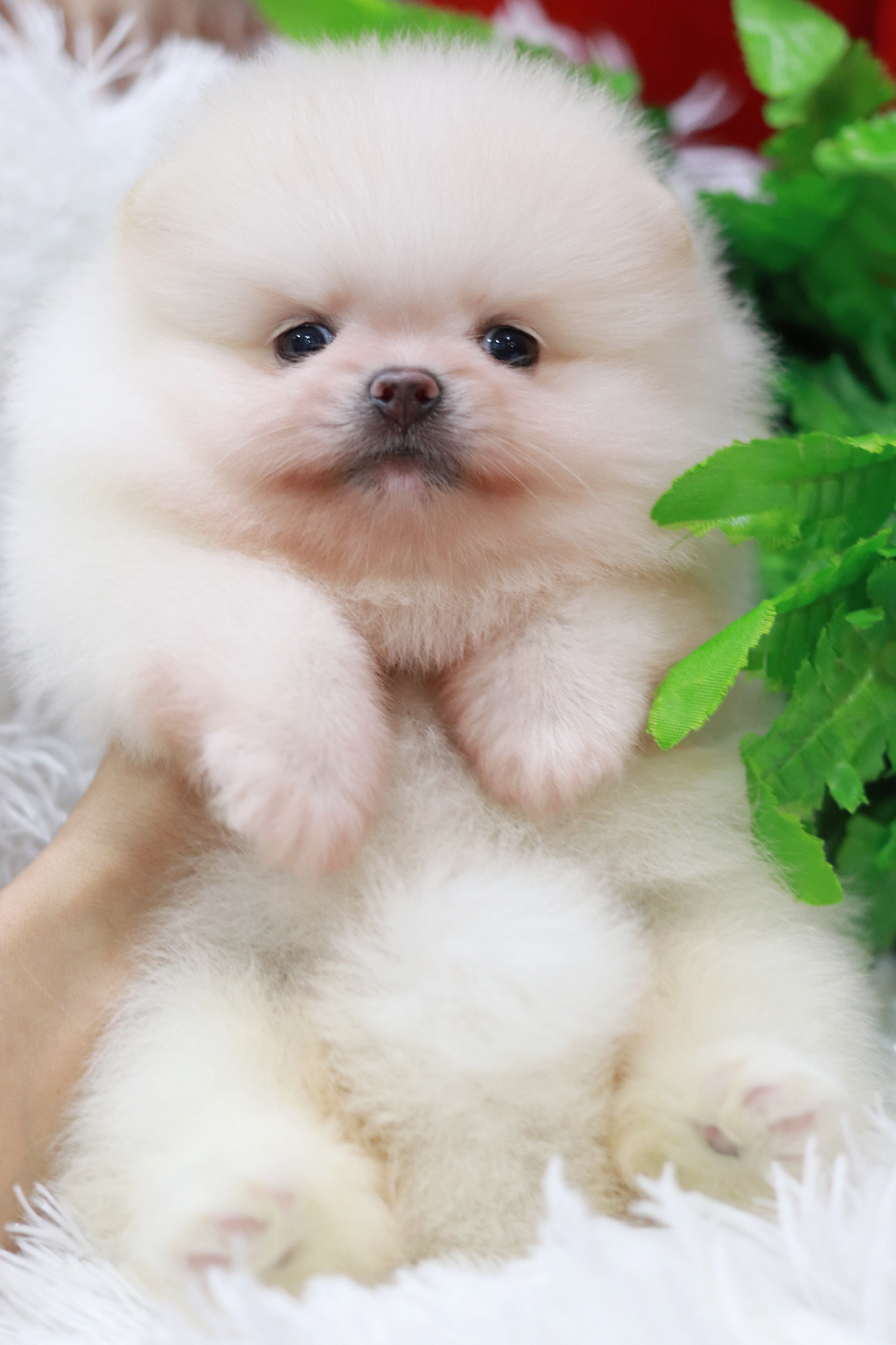 ปอมเมอเรเนียน เพศเมียขาวครีมเกรดโชว์ ขนแน่นหน้าตุ๊กตา