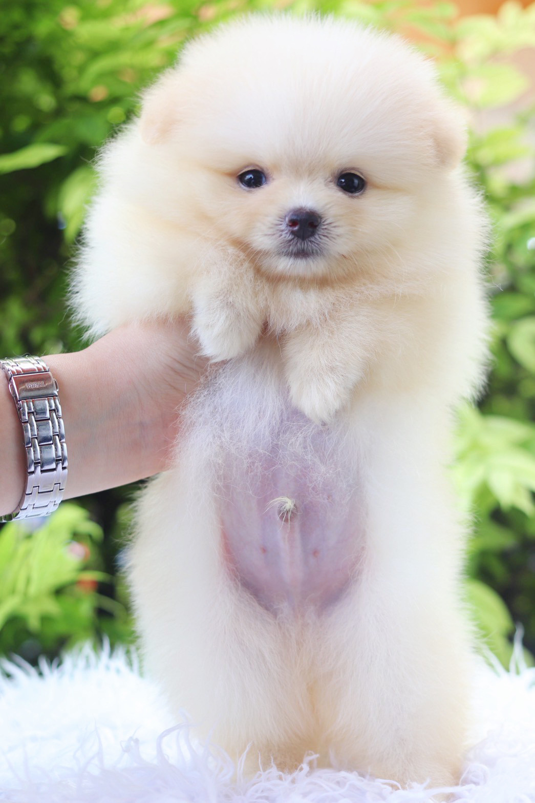 ปอมเมอเรเนียน เพศผู้ สีขาวครีม