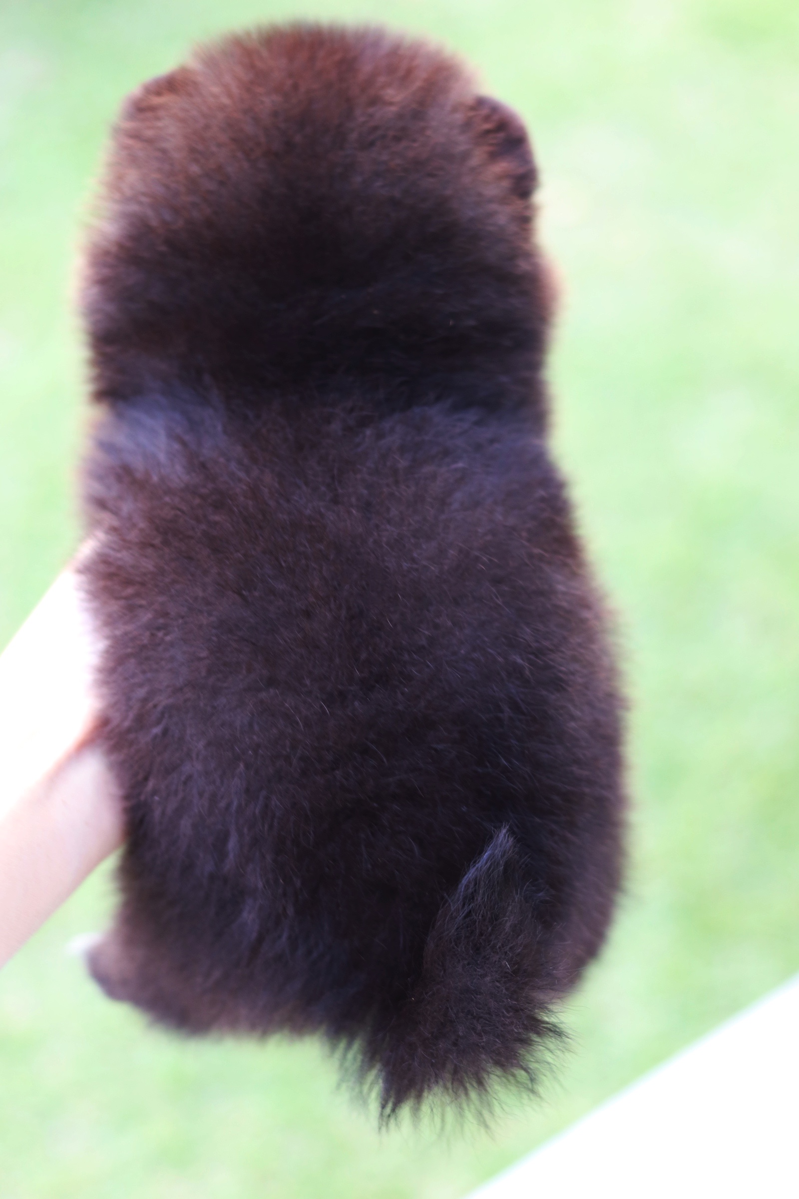 ปอมเมอเรเนียน เพศเมียสีดำไซส์เล็ก