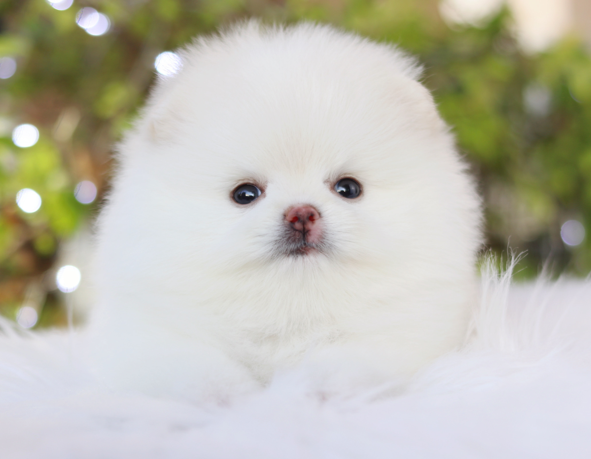 ปอมเมอเรเนียน เพศผู้สีขาวครีม เกรดโชว์