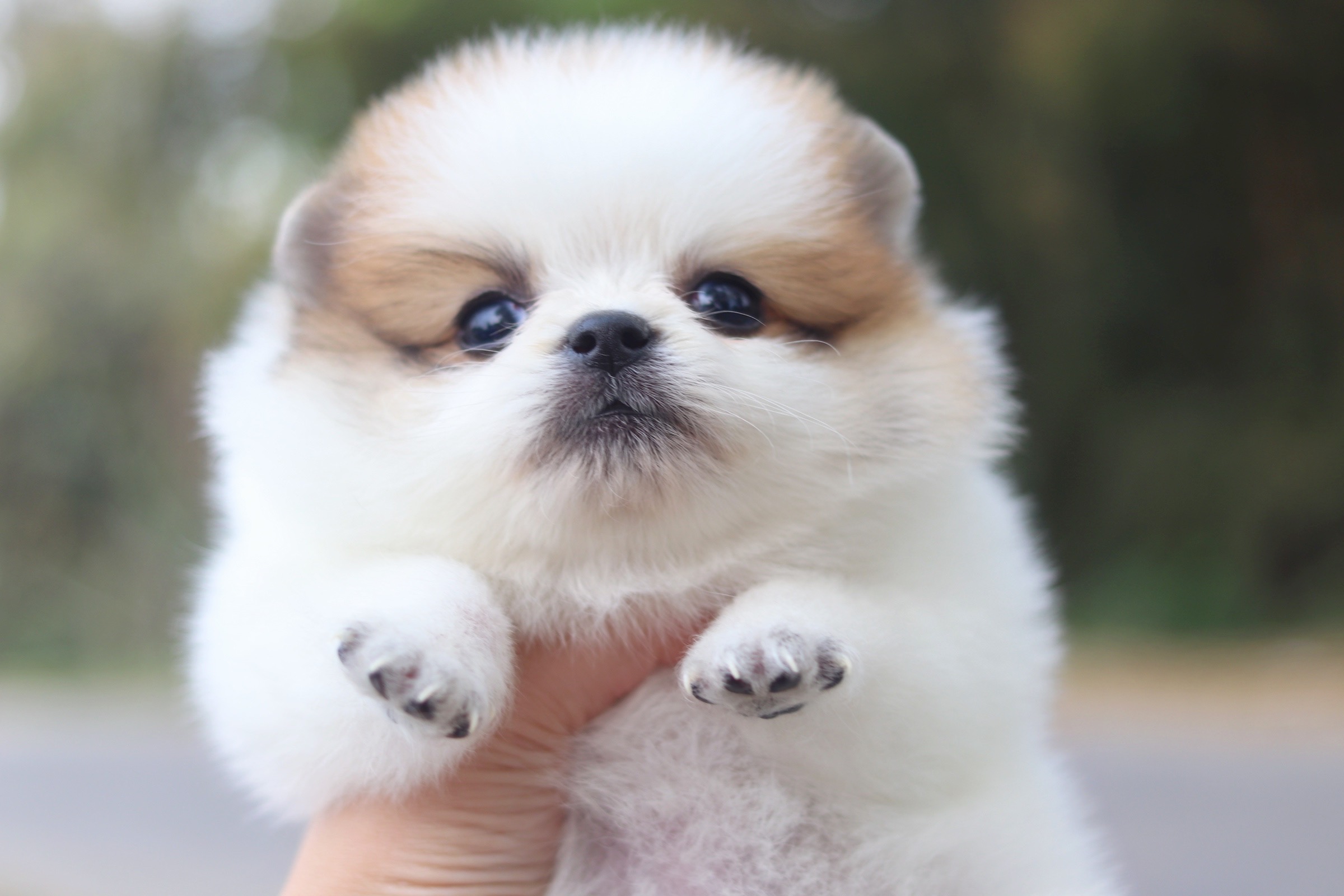 ปอมเมอเรเนียน เพศผู้ แฟนซี