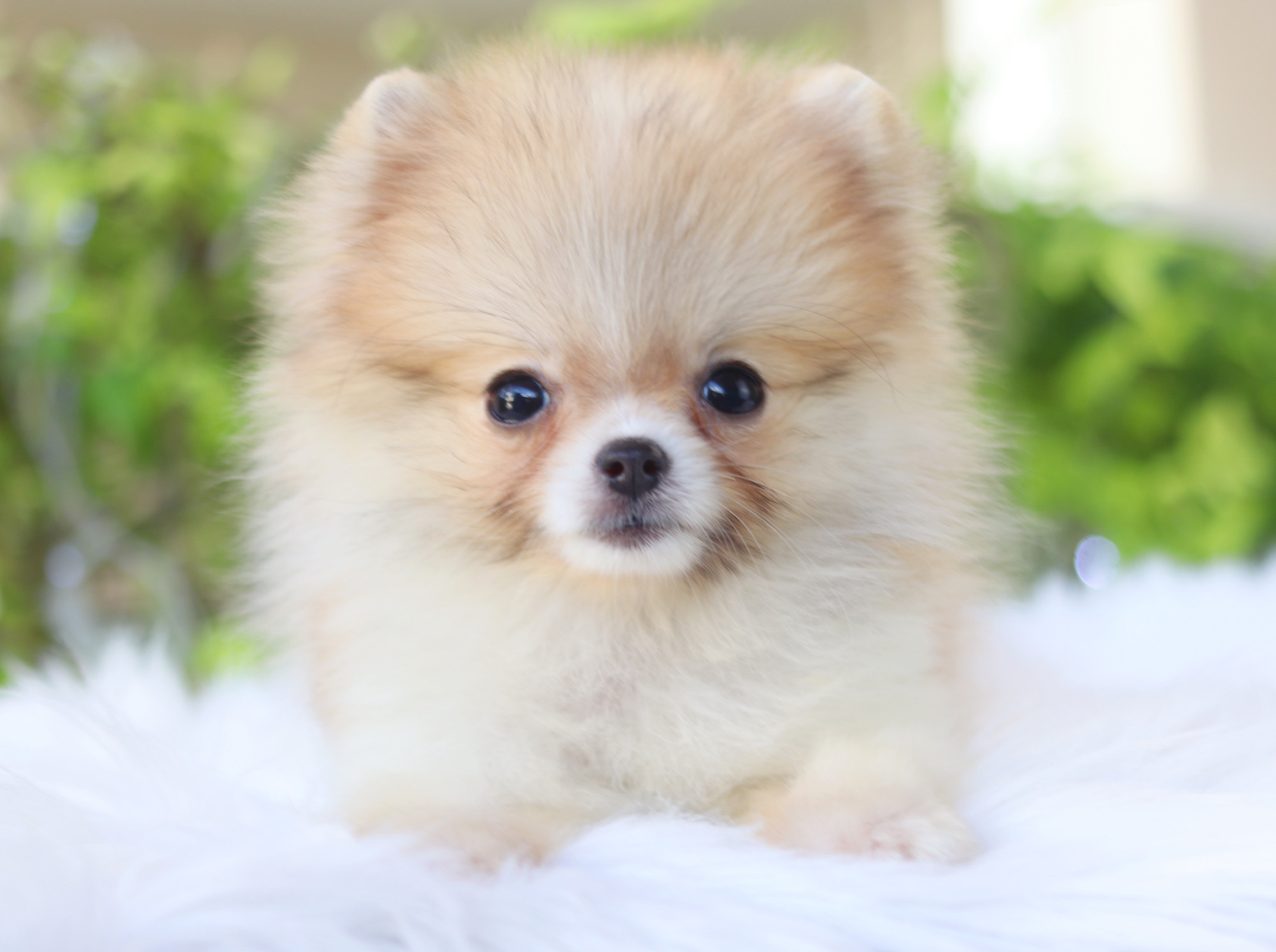 ปอมเมอเรเนียน เพศเมียแฟนซี