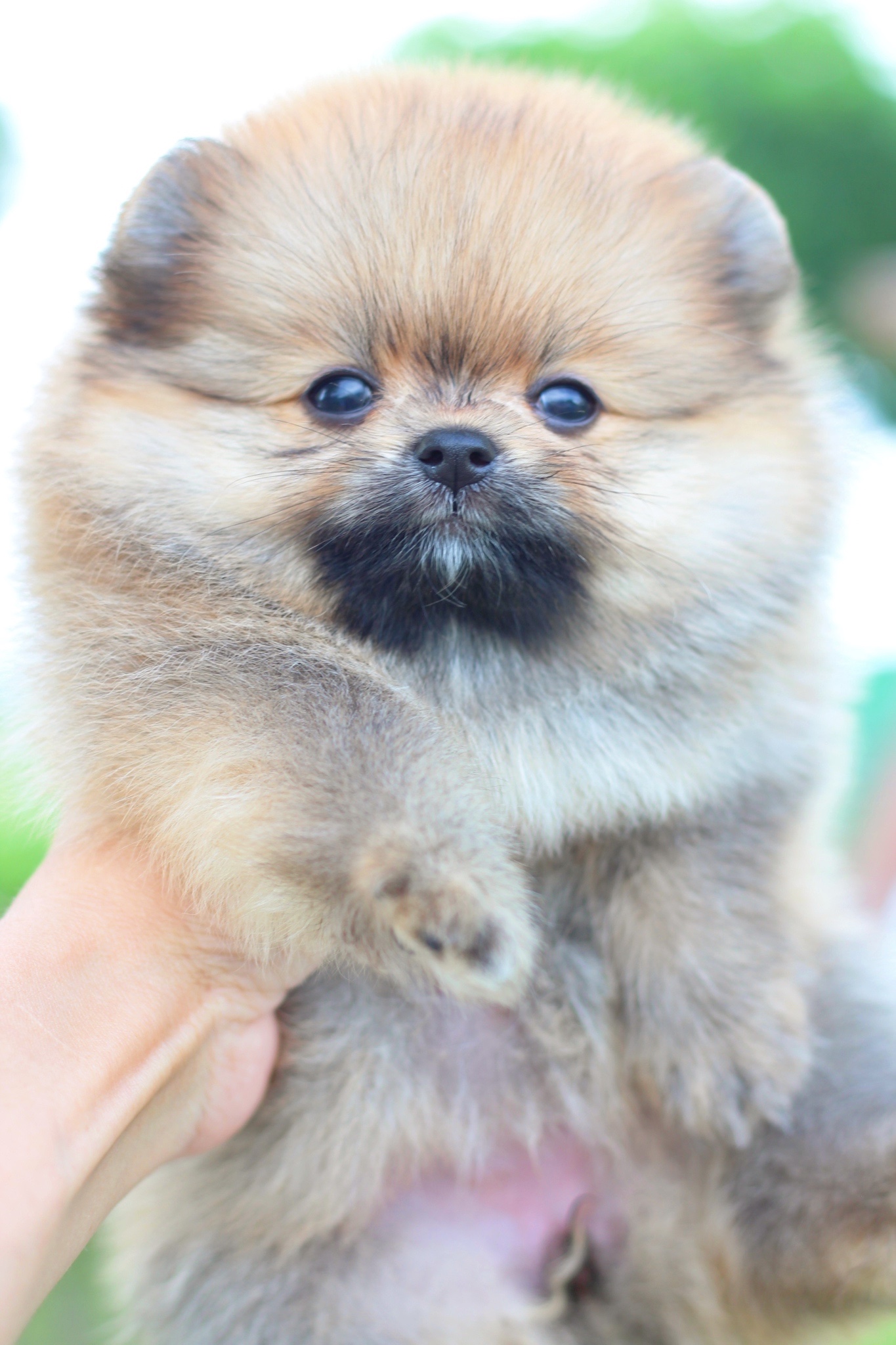 ปอมเมอเรเนียน เพศเมียสีส้ม