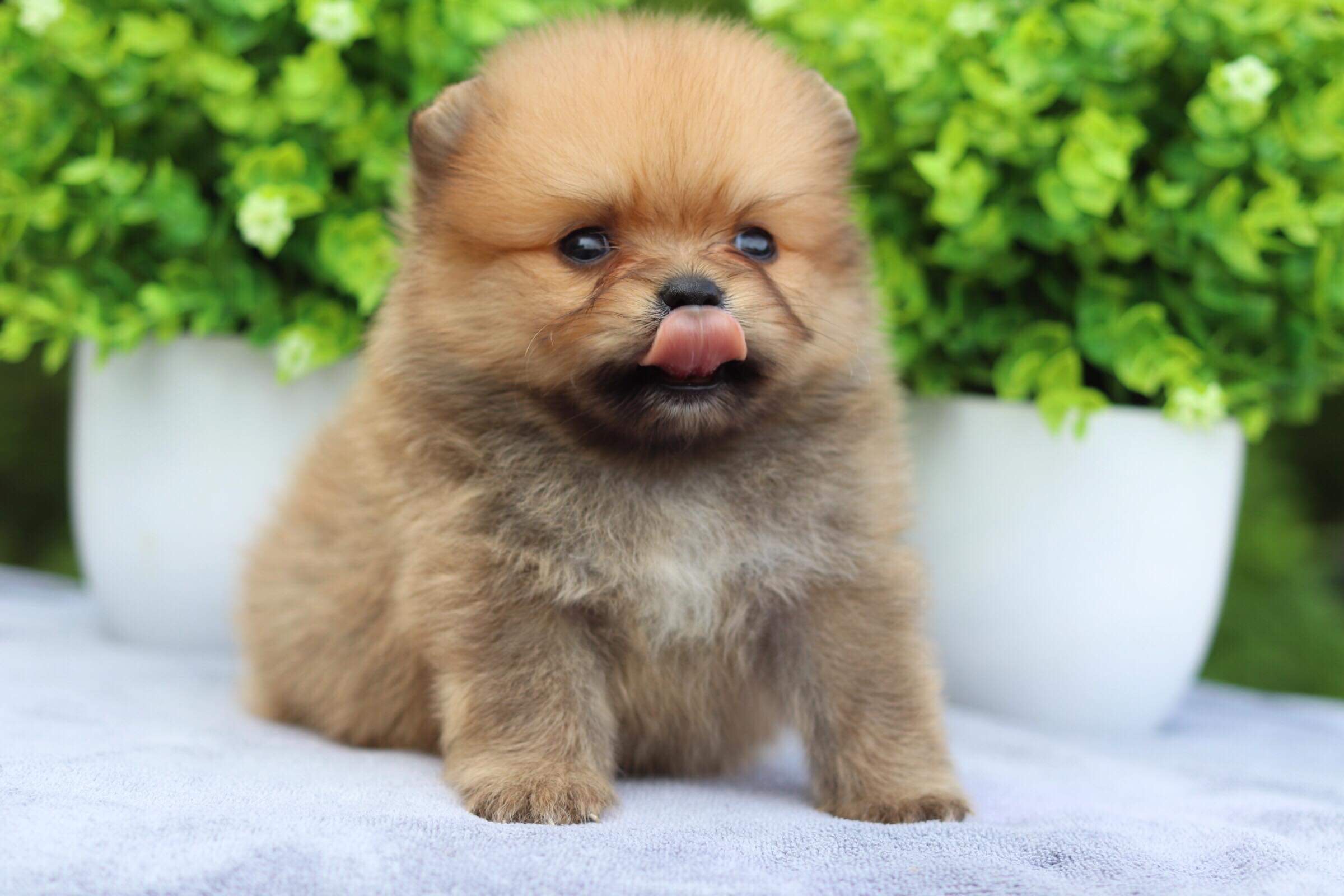 ปอมเมอเรเนียน เพศผู้