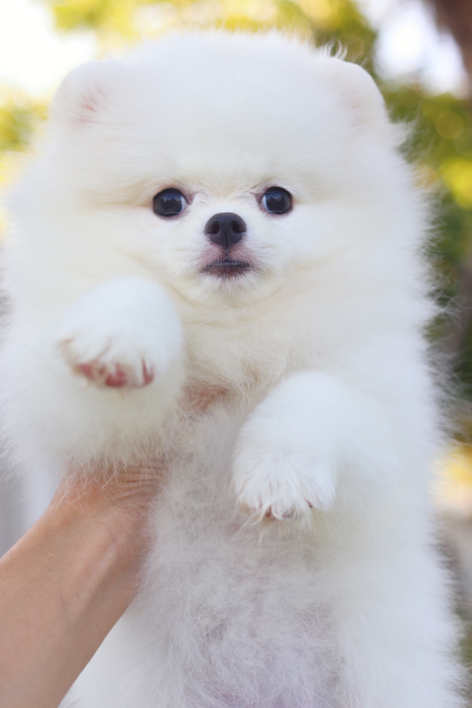 ปอมเมอเรเนียน เพศเมียสีขาวครีมไซส์เล็ก