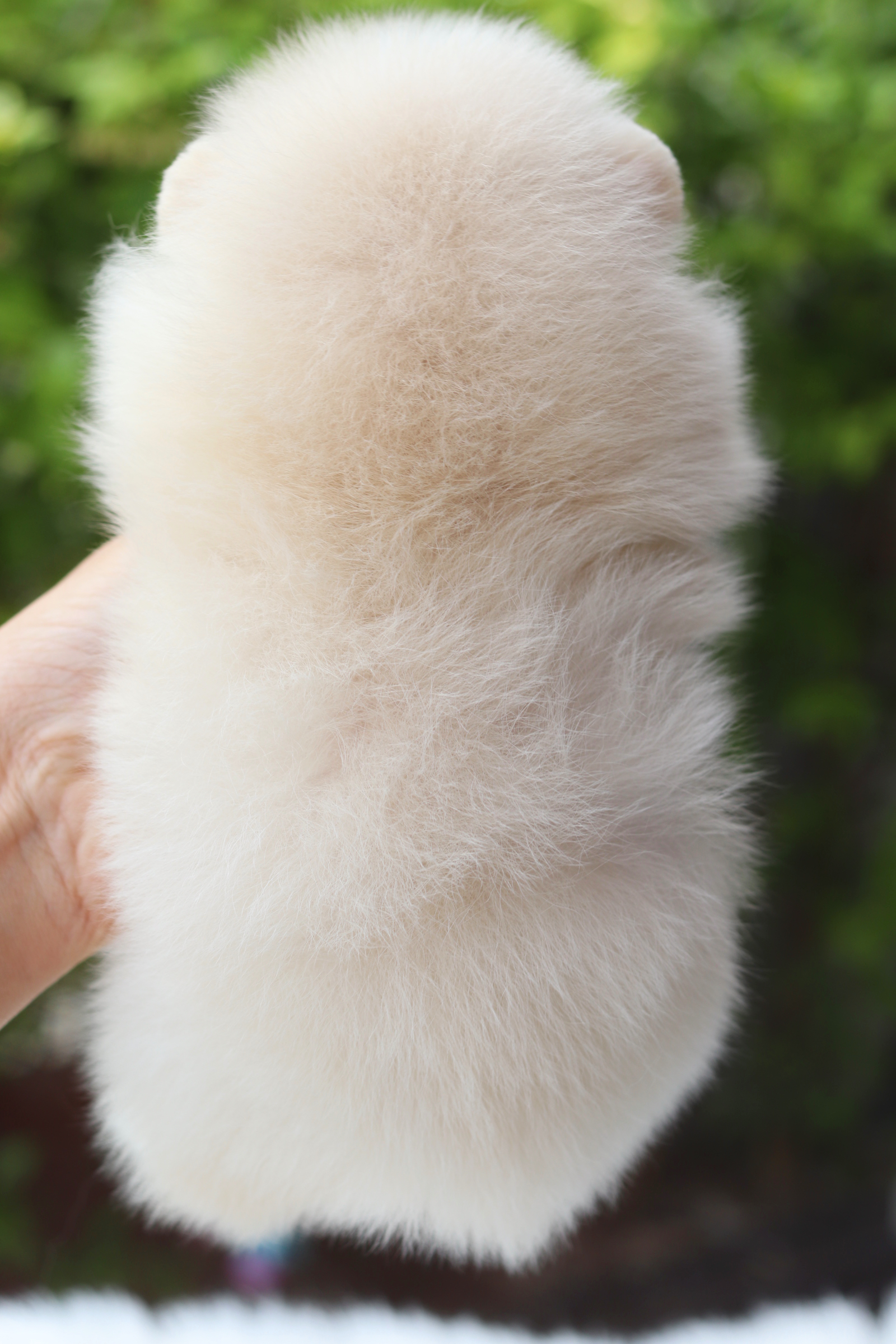 ปอมเมอเรเนียน เพศเมียสีขาวครีม