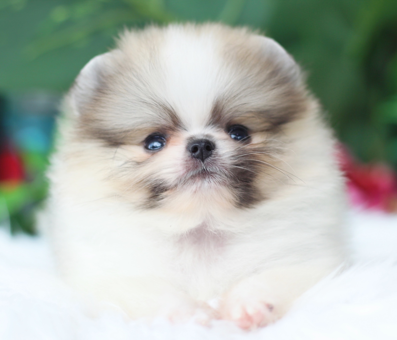 ปอมเมอเรเนียน เพศผู้สีแฟนซี เกรดโชว์