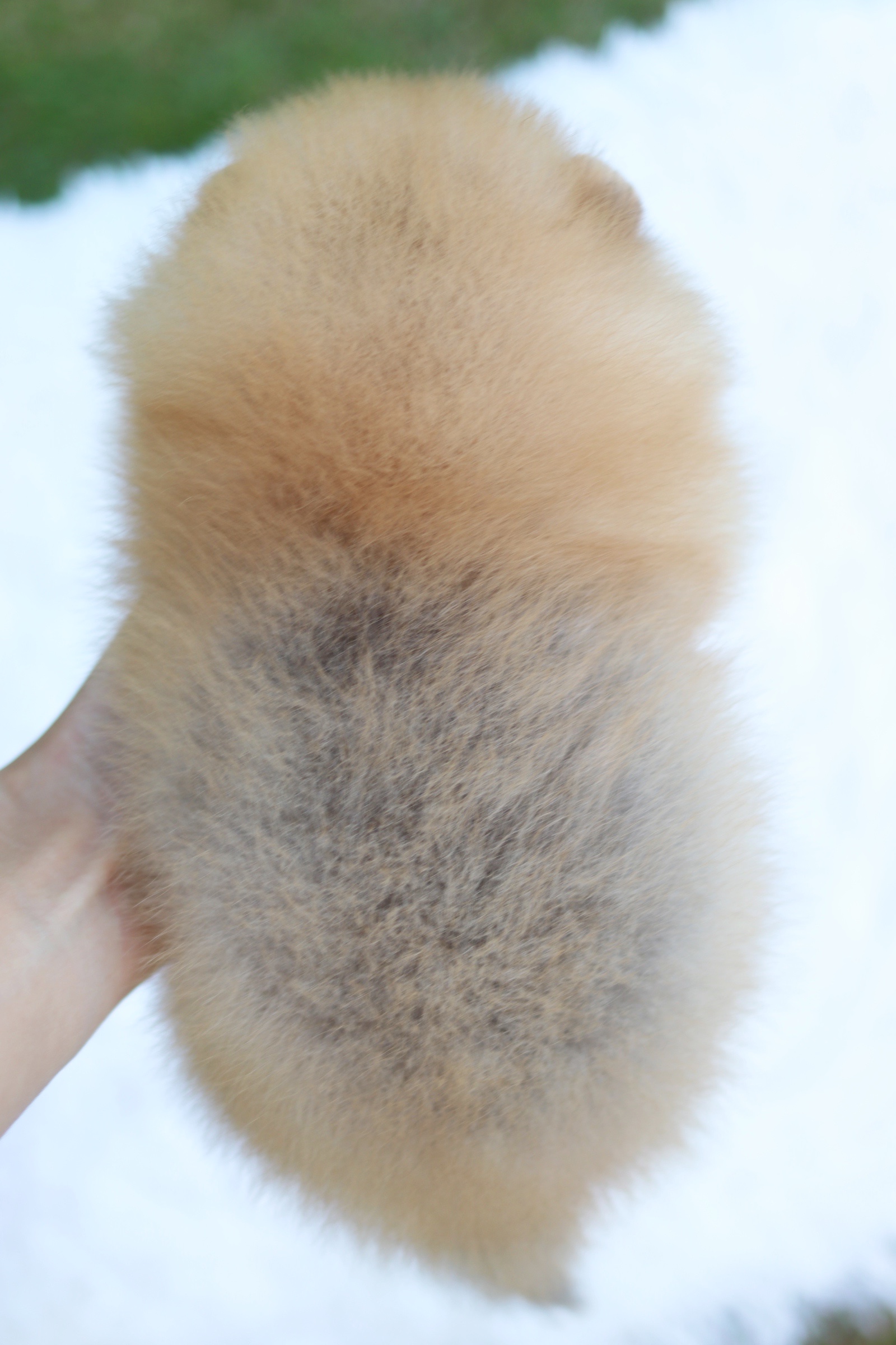 ปอมเมอเรเนียน เพศเมียสีส้ม เกรดโชว์ ไซส์เล็ก