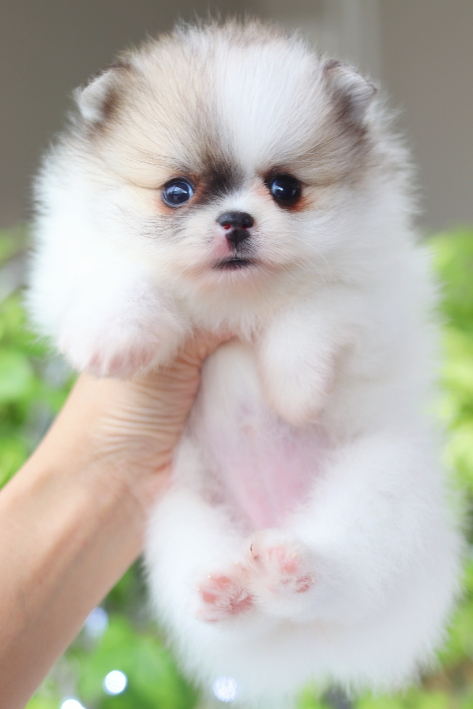 ปอมเมอเรเนียน เพศเมียสีแฟนซี เกรดโชว์