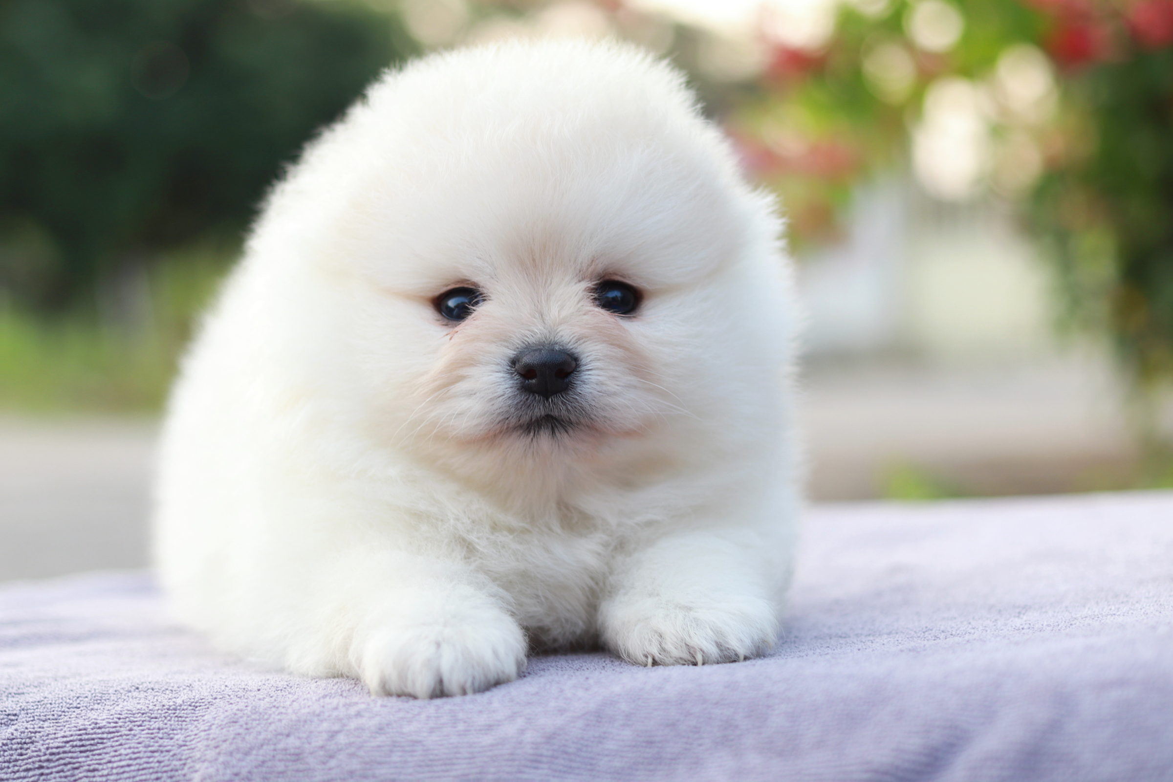 ปอมเมอเรเนียน เพศเมีย สีขาวขนแน่น