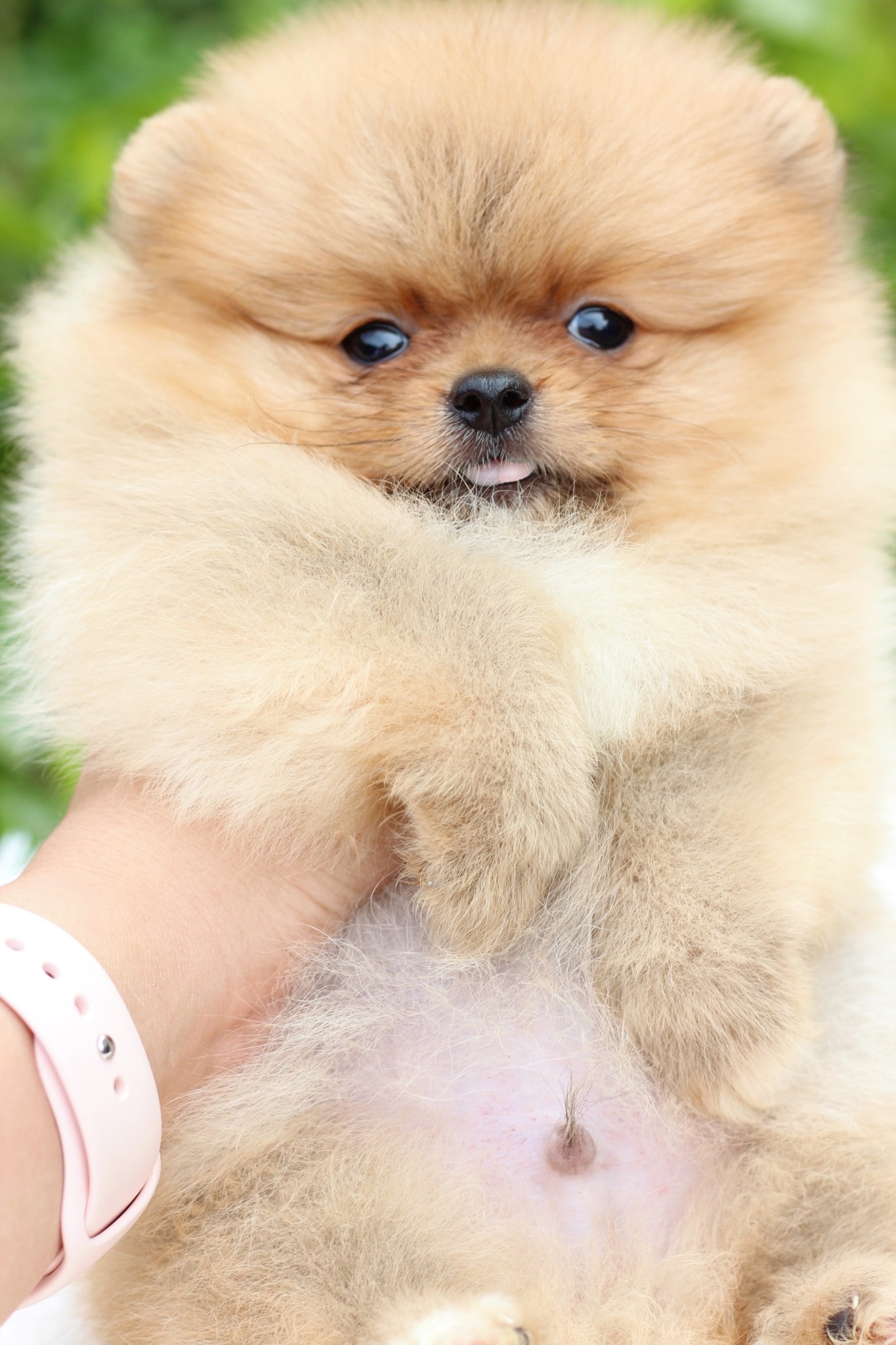 ปอมเมอเรเนียน เพศผู้สีส้ม