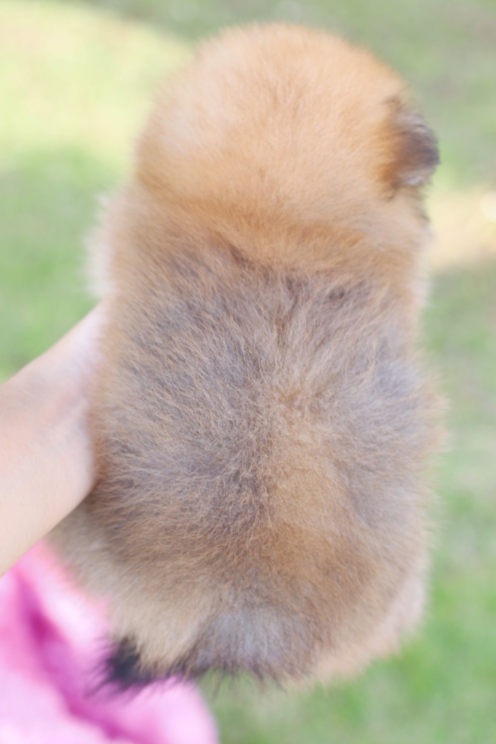 ปอมเมอเรเนียน เพศเมียสีส้ม