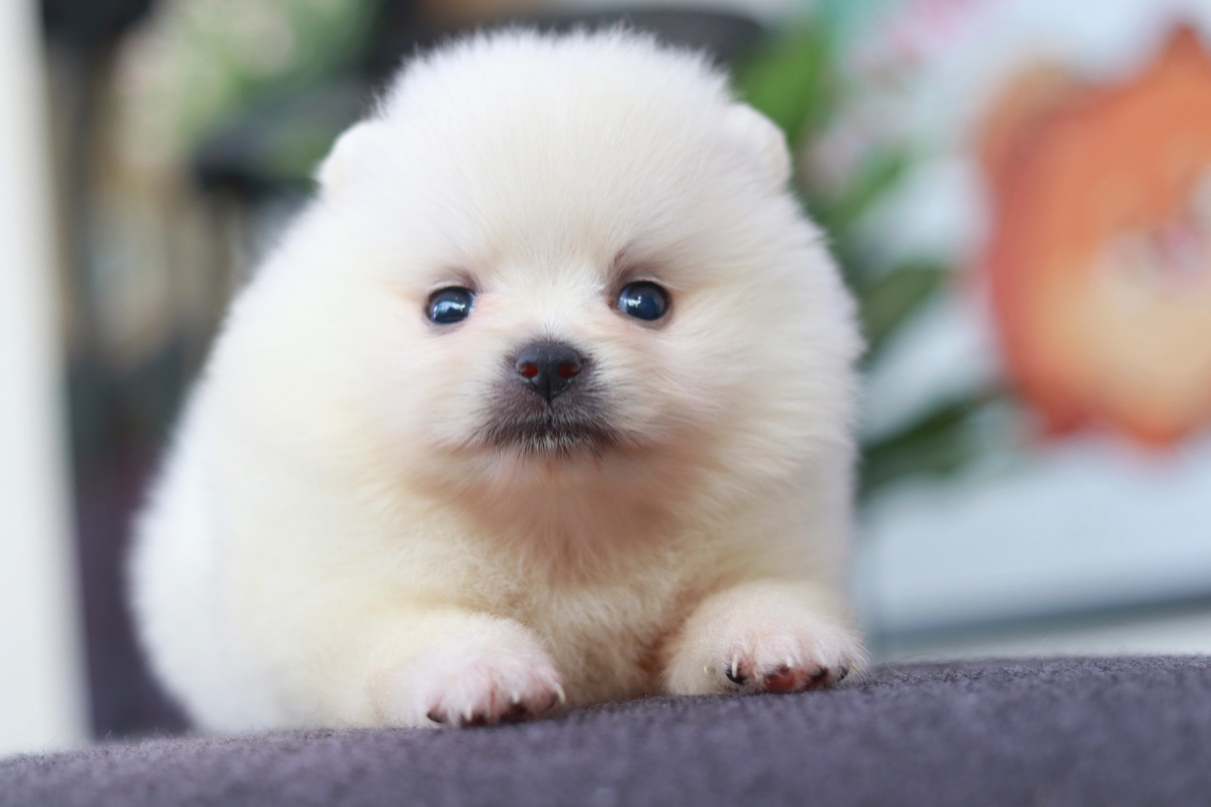 ปอมเมอเรเนียน เพศเมีย