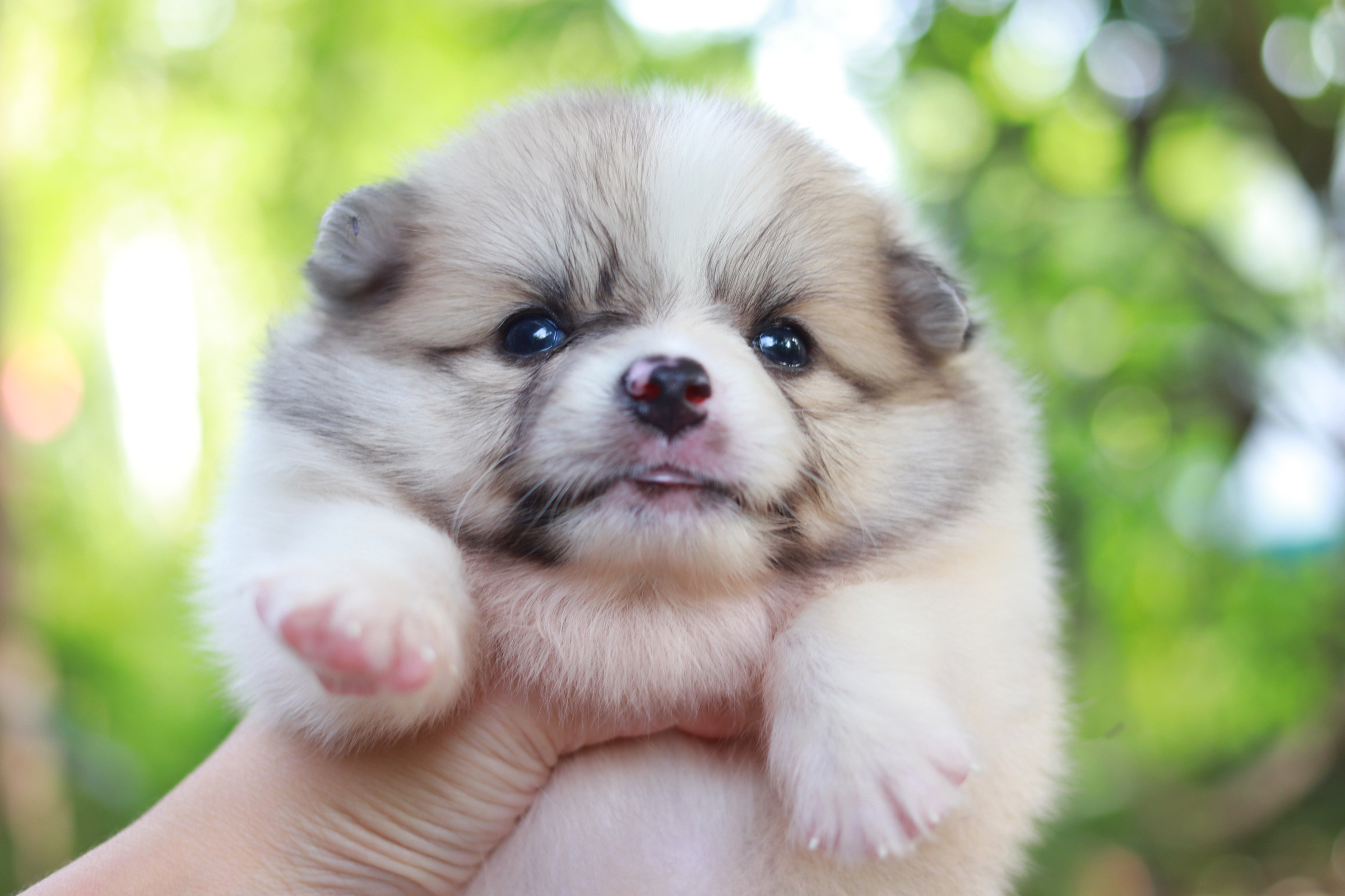 ปอมเมอเรเนียน เพศผู้ แฟนซี หน้าฟ็อก