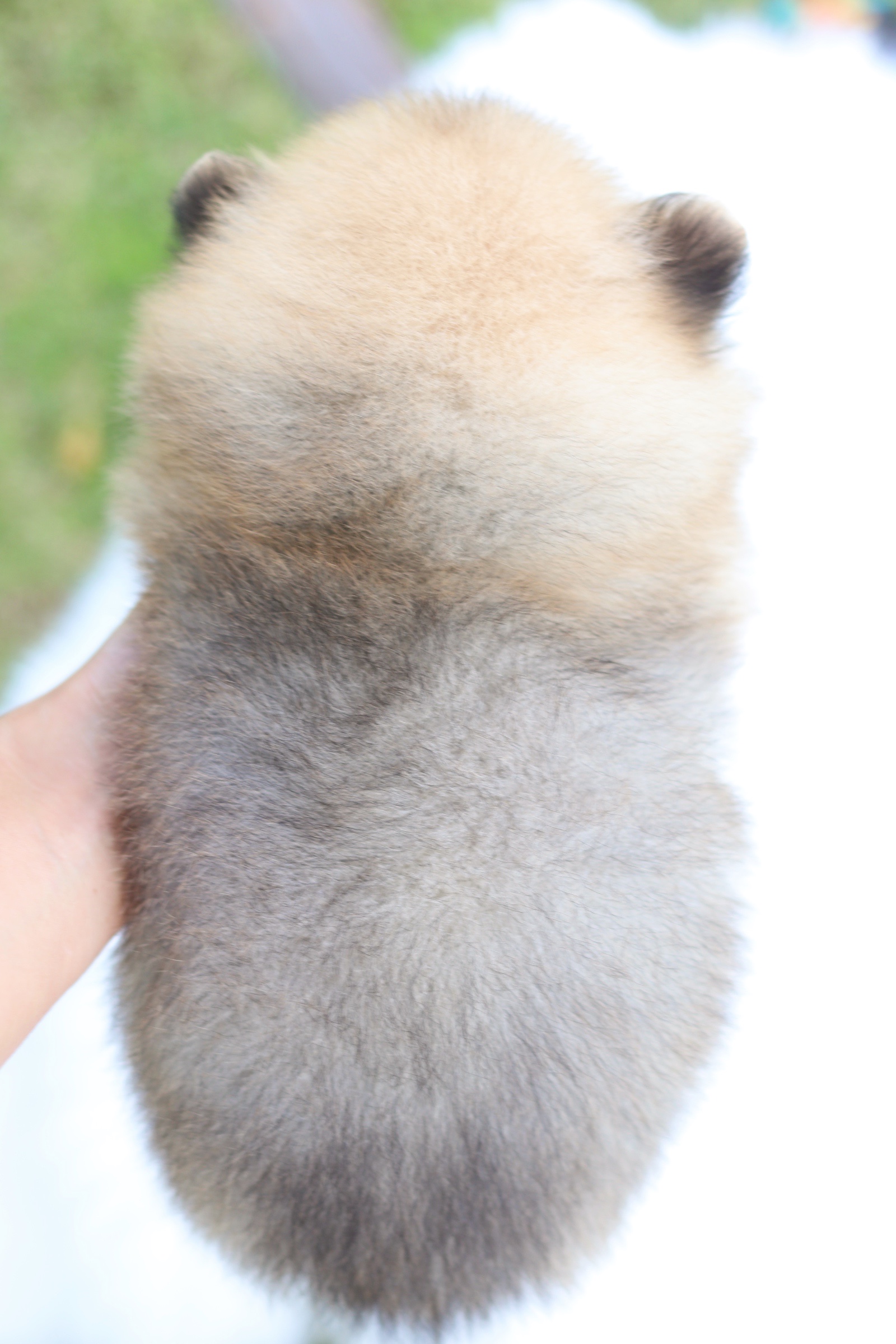 ปอมเมอเรเนียน เพศผู้ สีส้ม