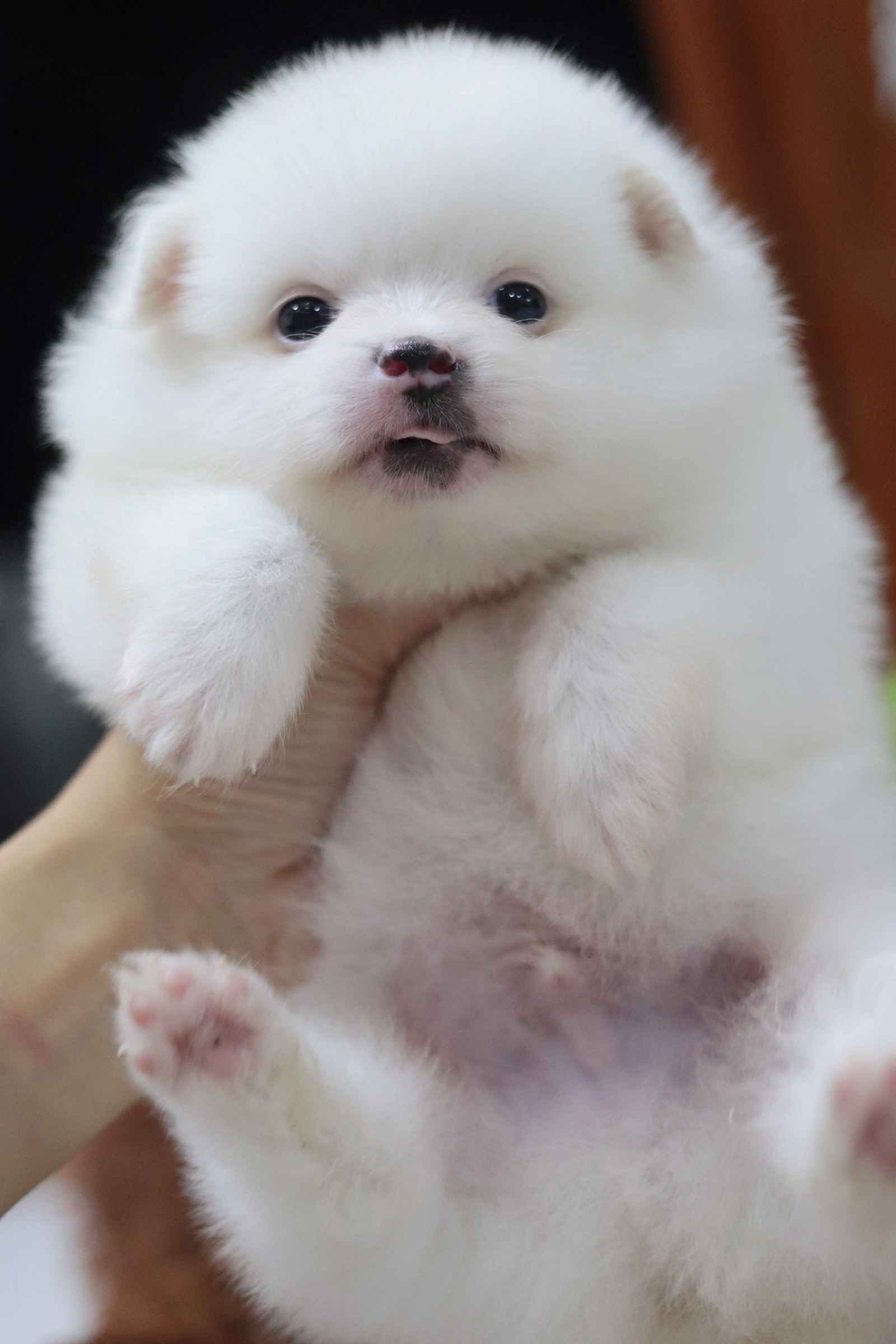 ปอมเมอเรเนียน เพศผู้สีขาวหน้าฟ็อก