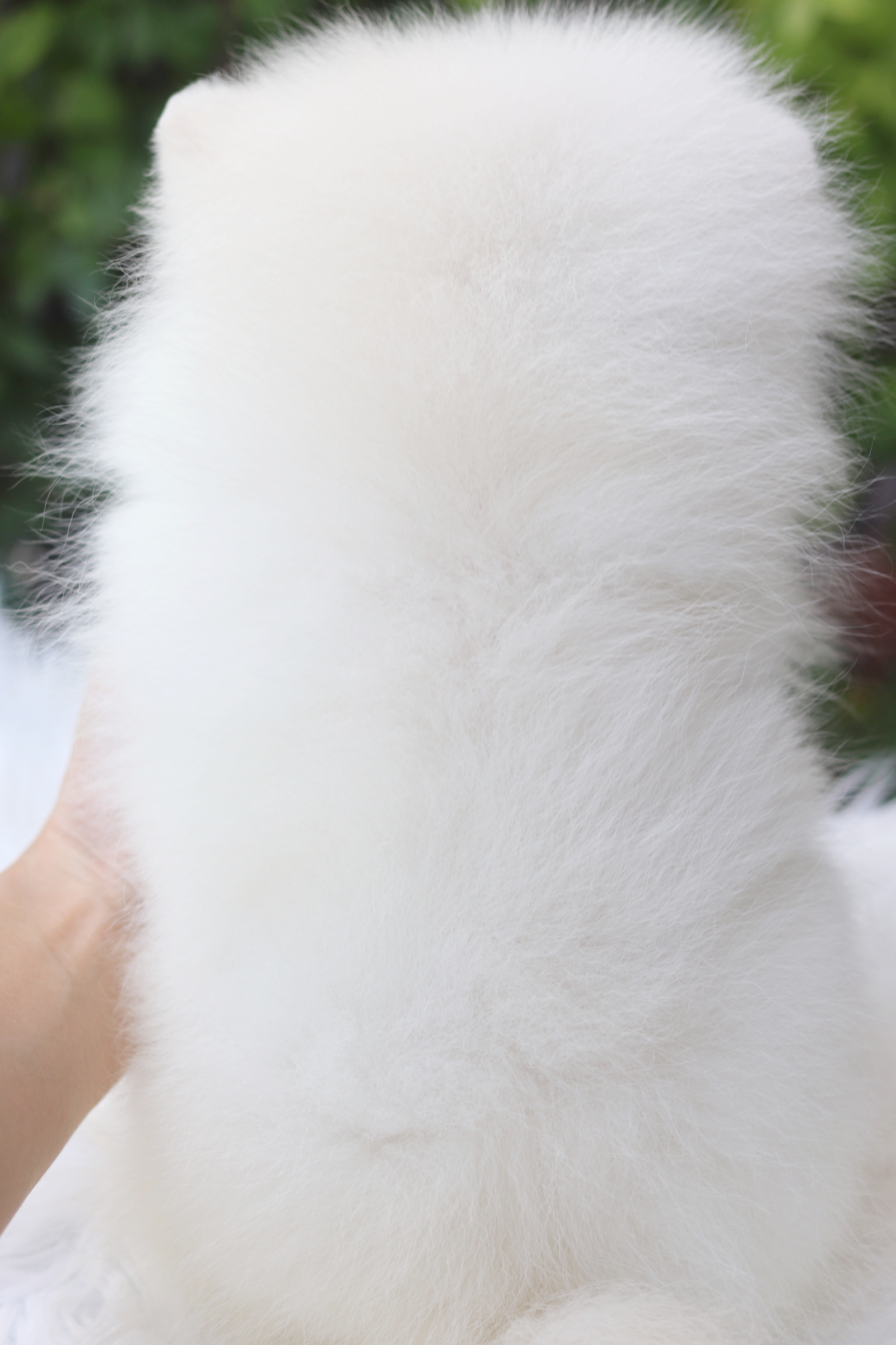 ปอมเมอเรเนียน เพศผู้สีขาวครีม