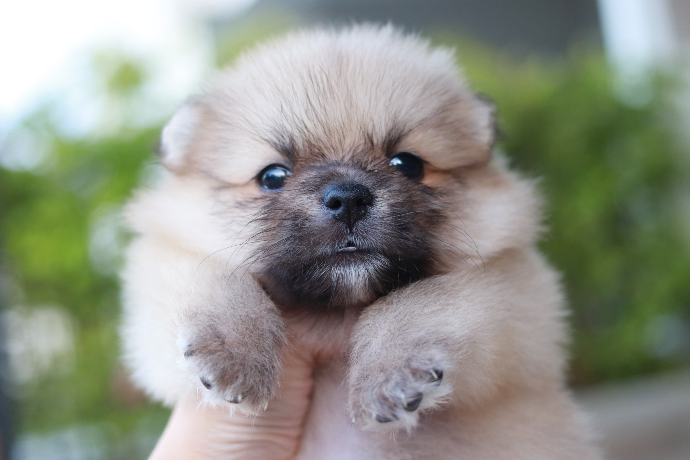 ปอมเมอเรเนียน เพศผู้ สีส้ม