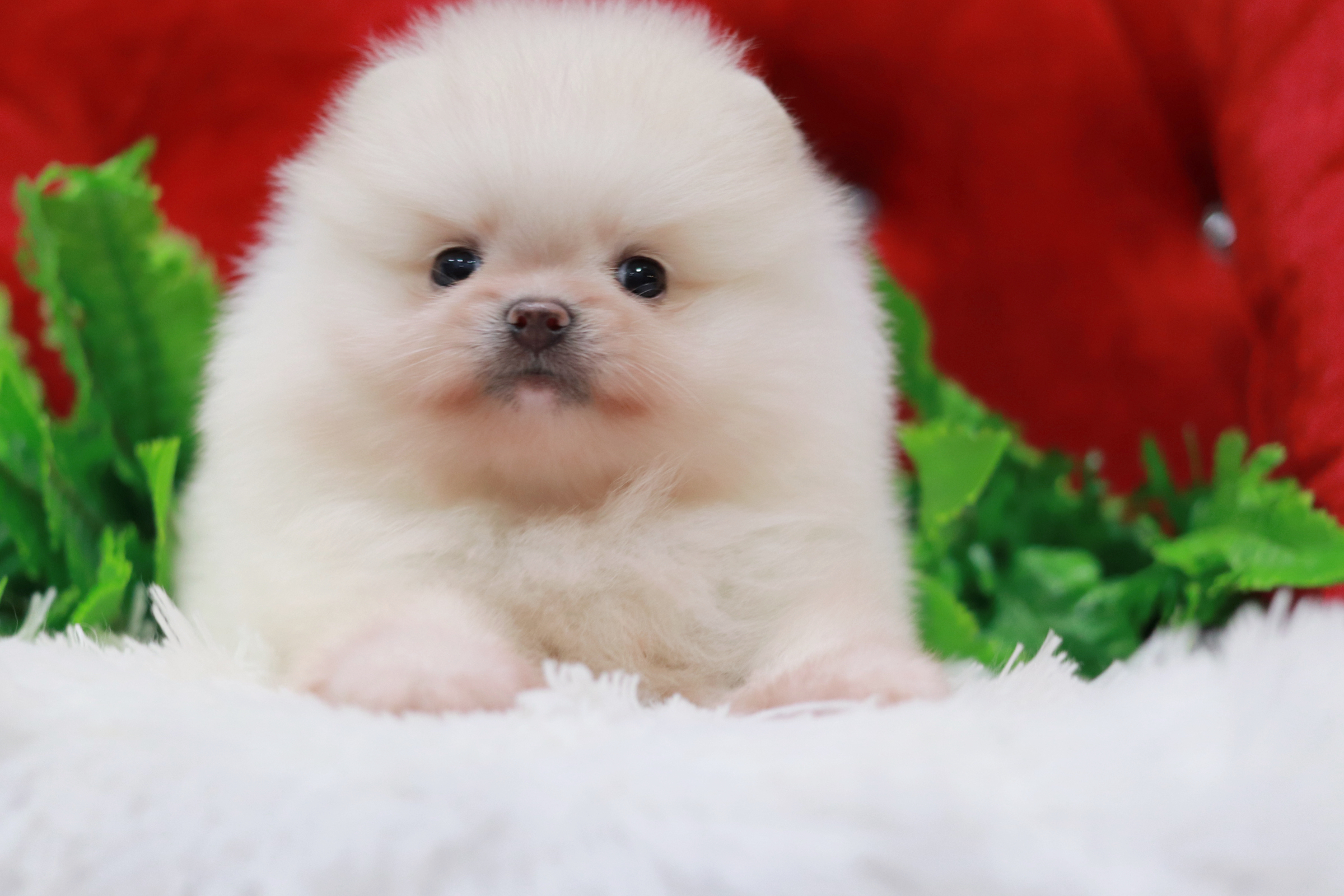 ปอมเมอเรเนียน เพศเมียขาวครีมเกรดโชว์ ขนแน่นหน้าตุ๊กตา