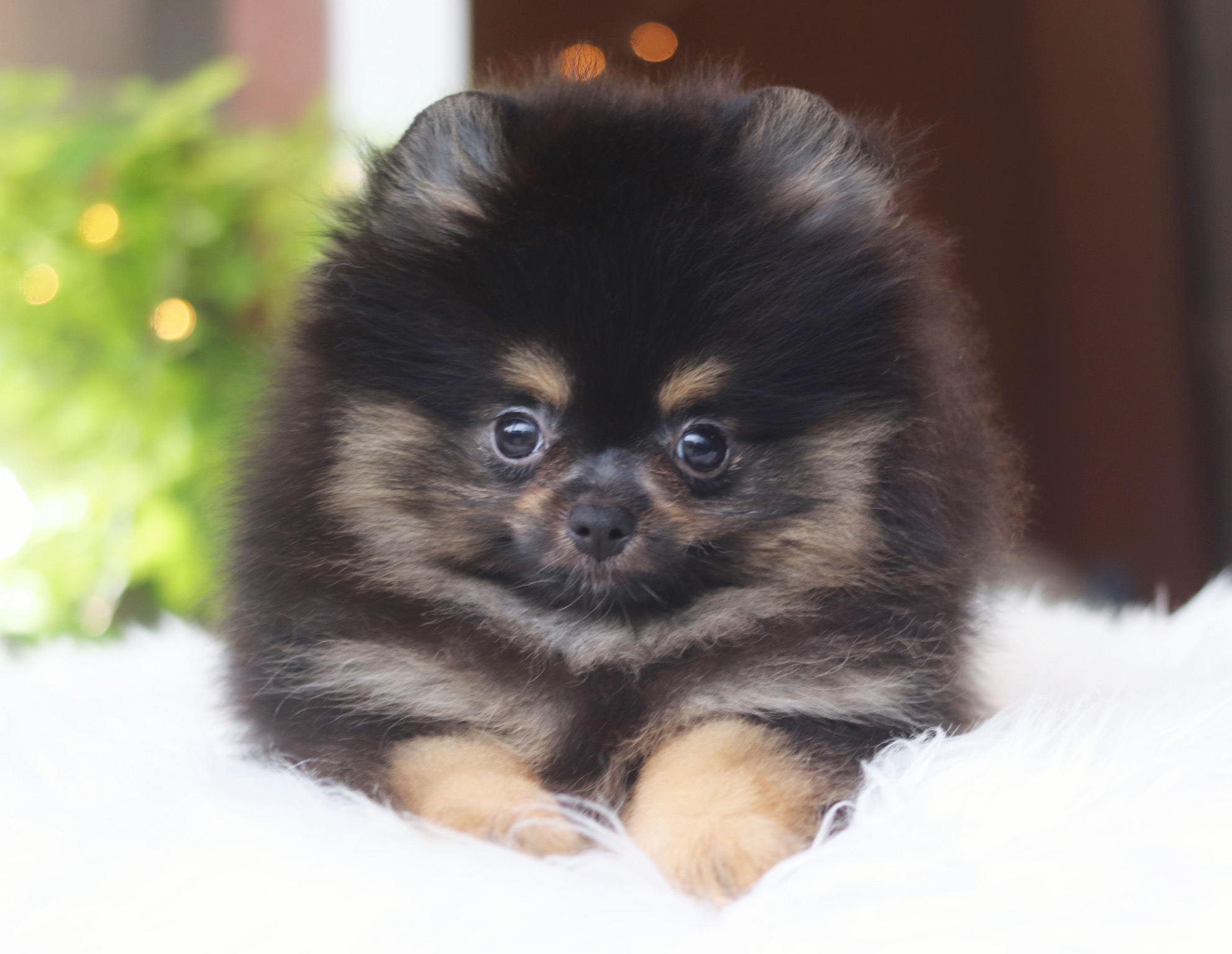 ปอมเมอเรเนียน เพศผู้สีแบล็คแทน