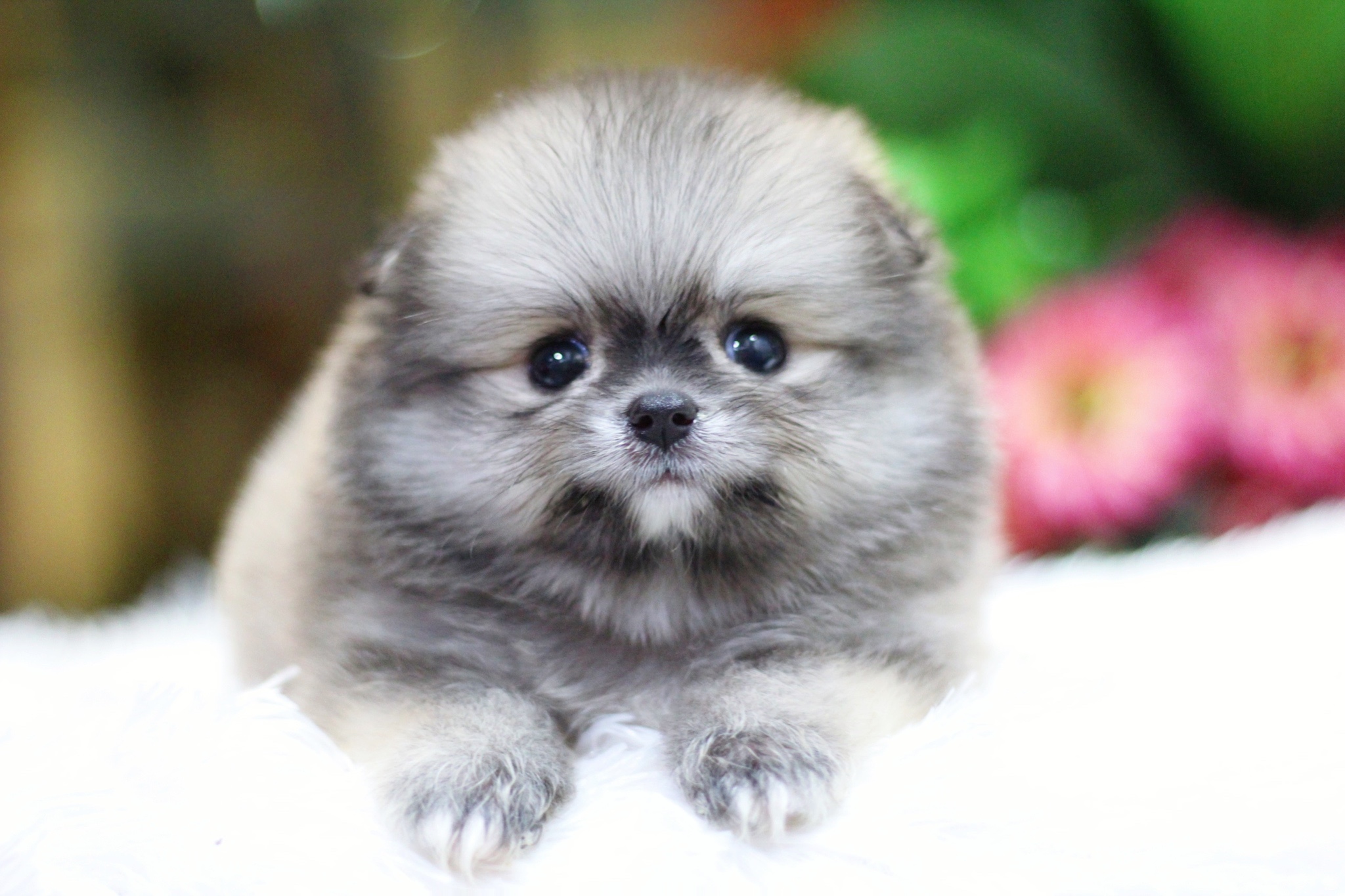 ปอมเมอเรเนียน เพศเมีย