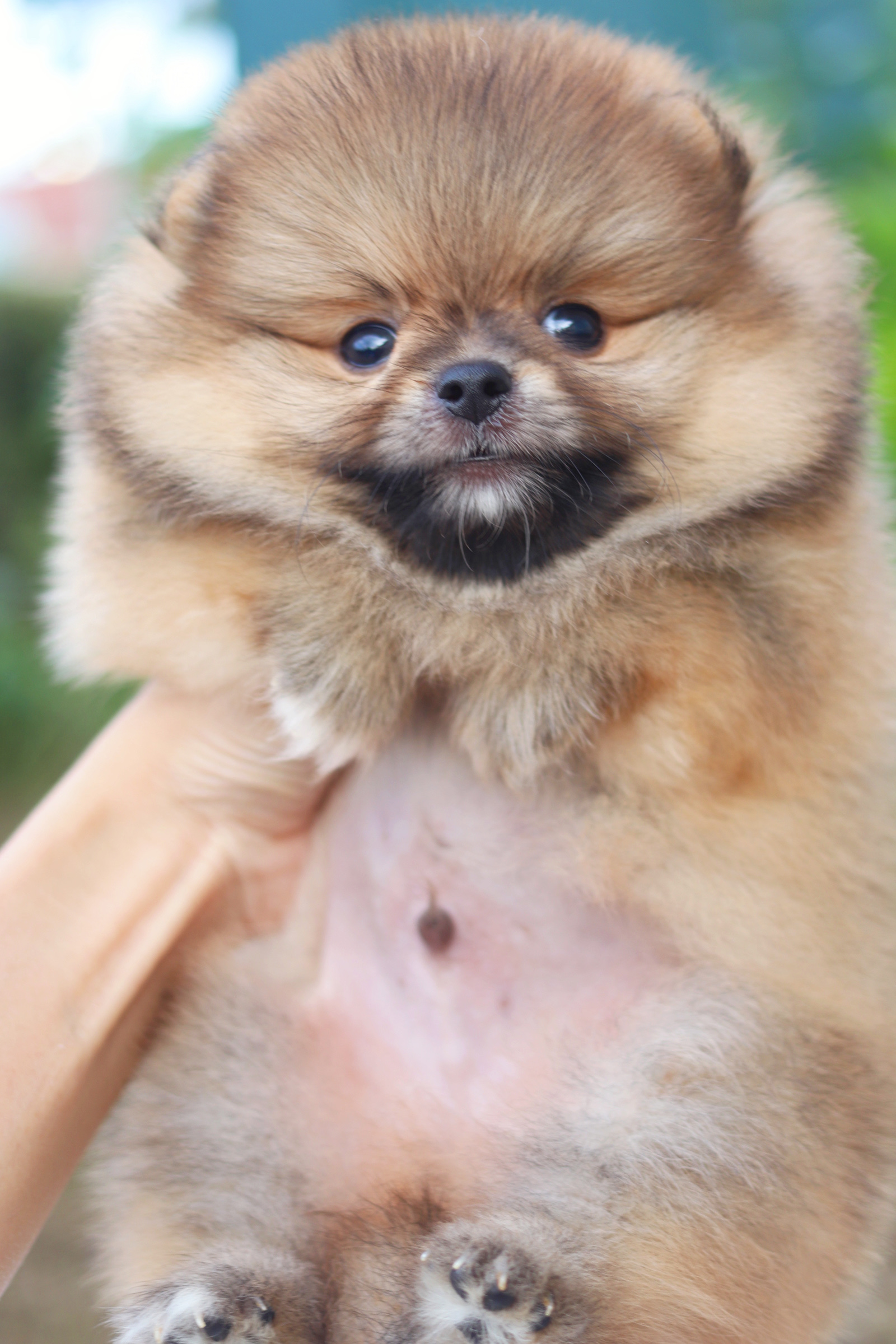 ปอมเมอเรเนียน เพศผู้สีส้ม