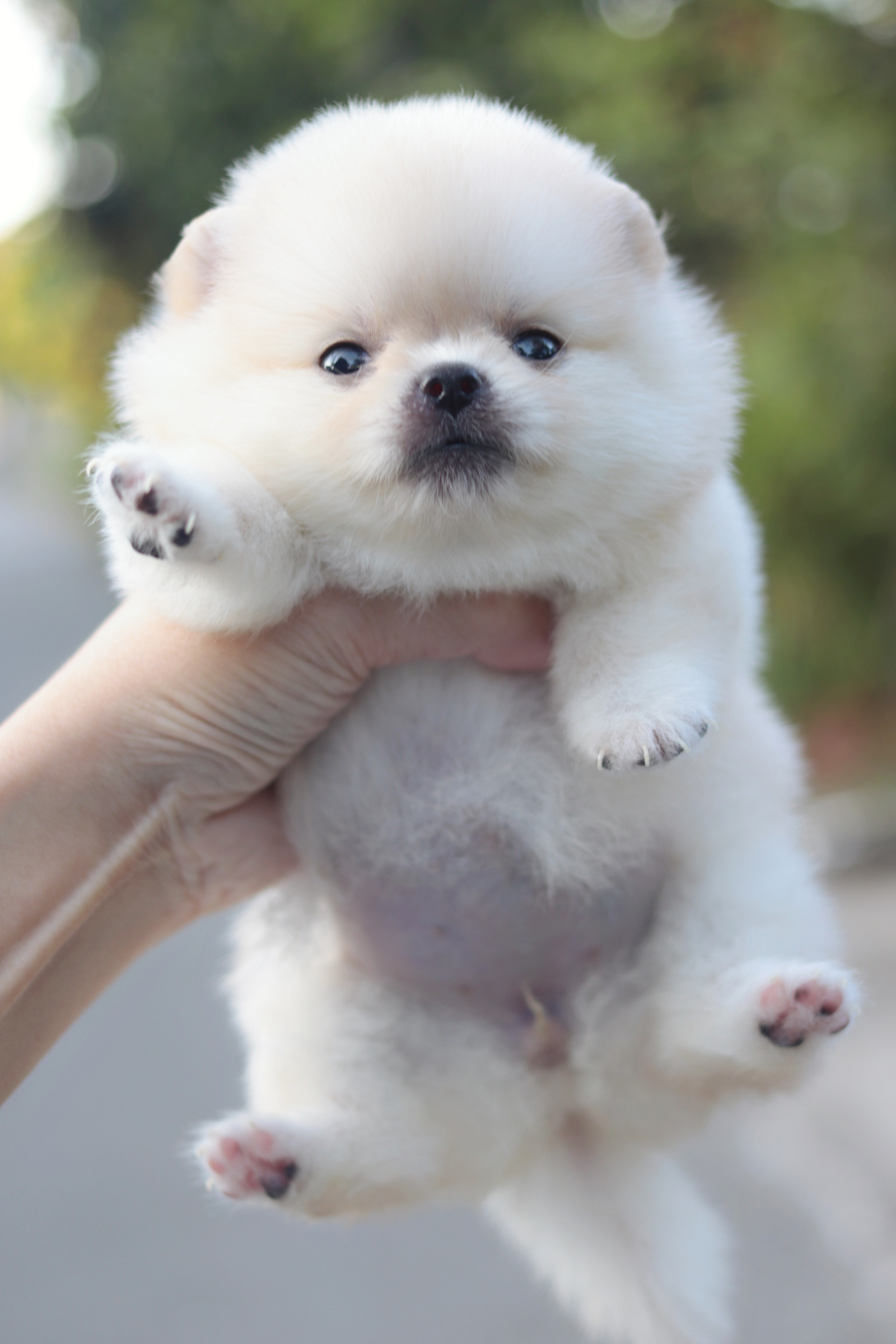 ปอมเมอเรเนียน เพศเมียขาวครีม