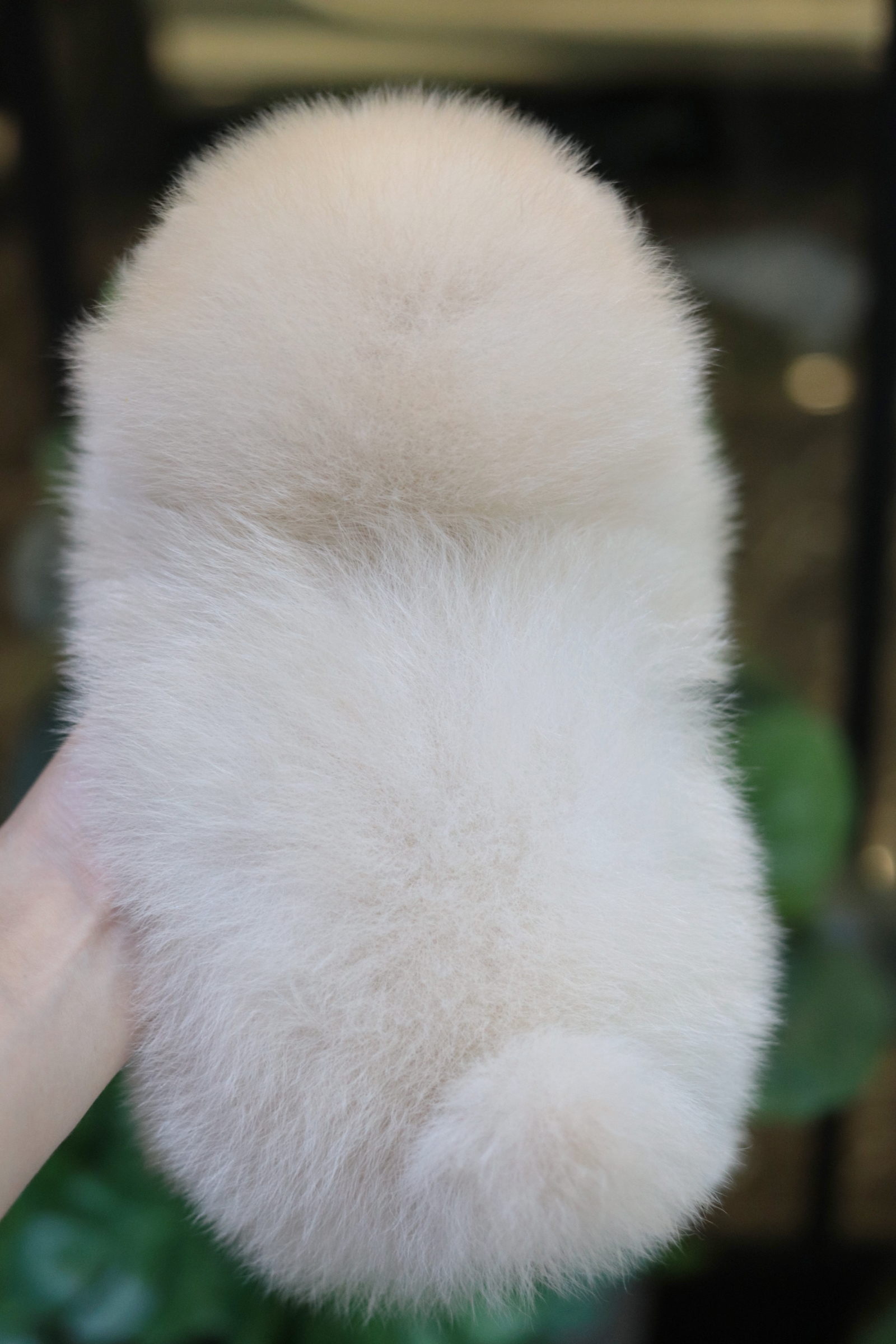 ปอมเมอเรเนียน เพศเมีย สีขาวครีม เกรดโชว์ ขนแน่นสาวเลือดดี