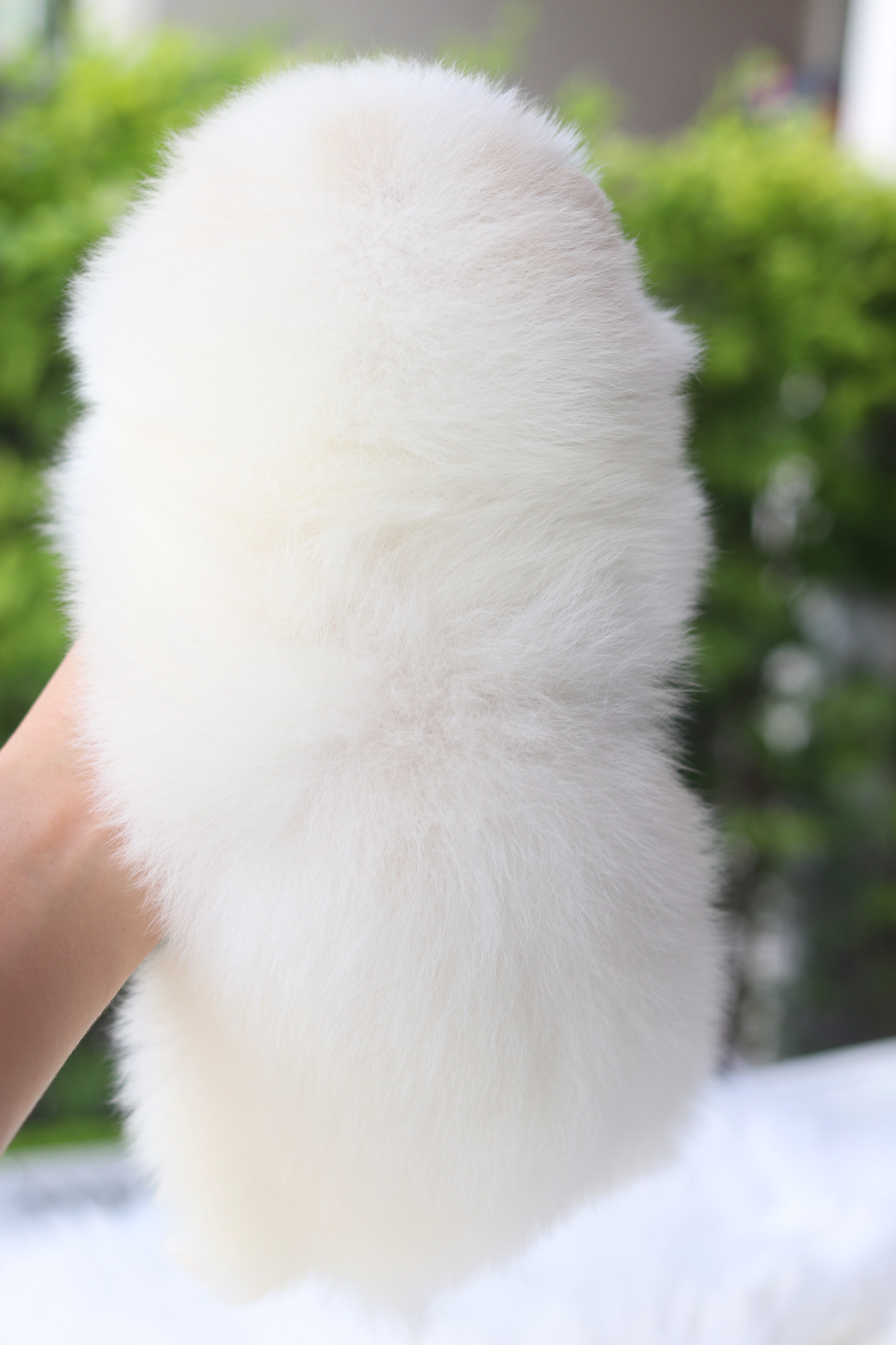 ปอมเมอเรเนียน เพศผู้สีขาวครีม